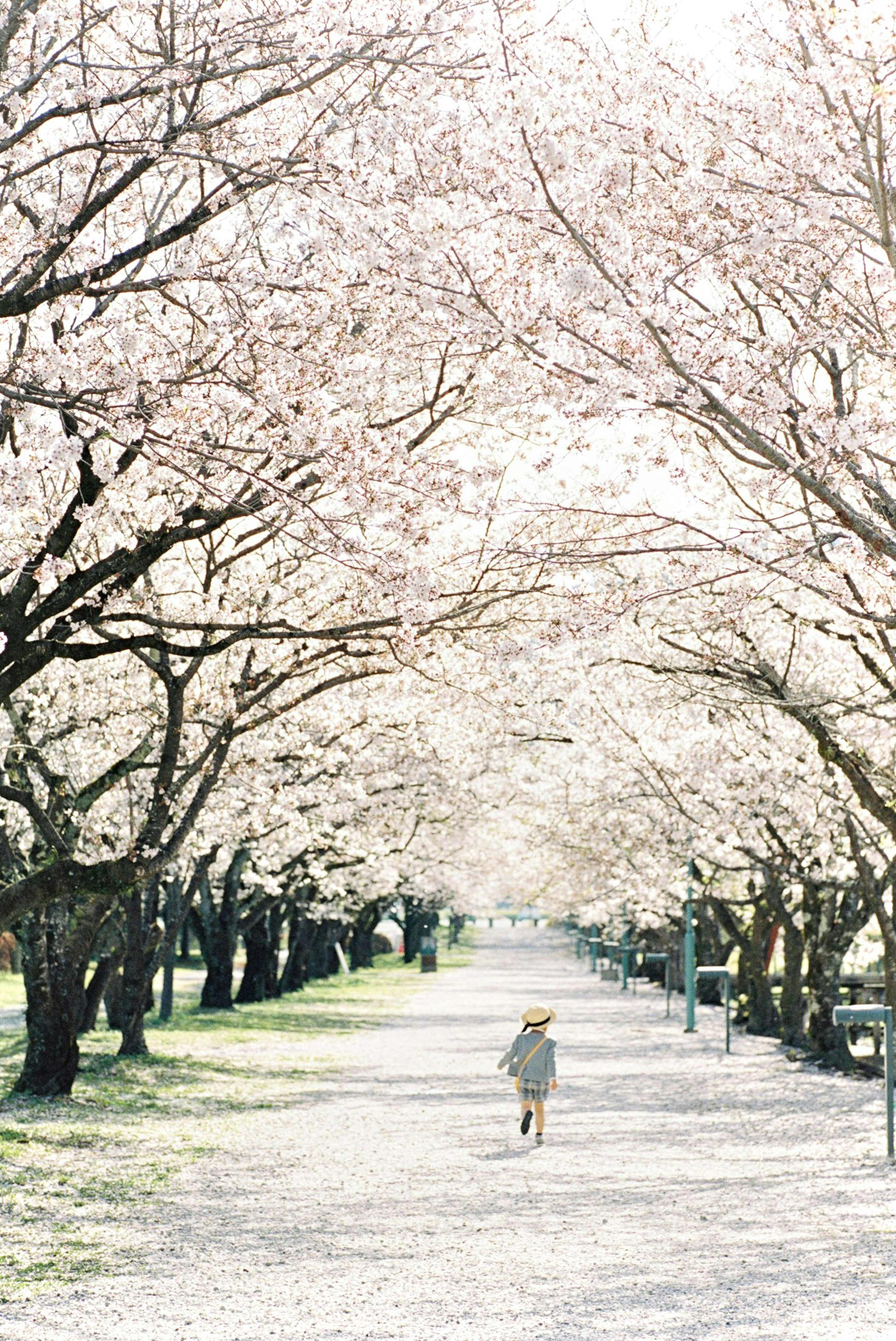 A child running under cherry blossom trees in a bright spring landscape