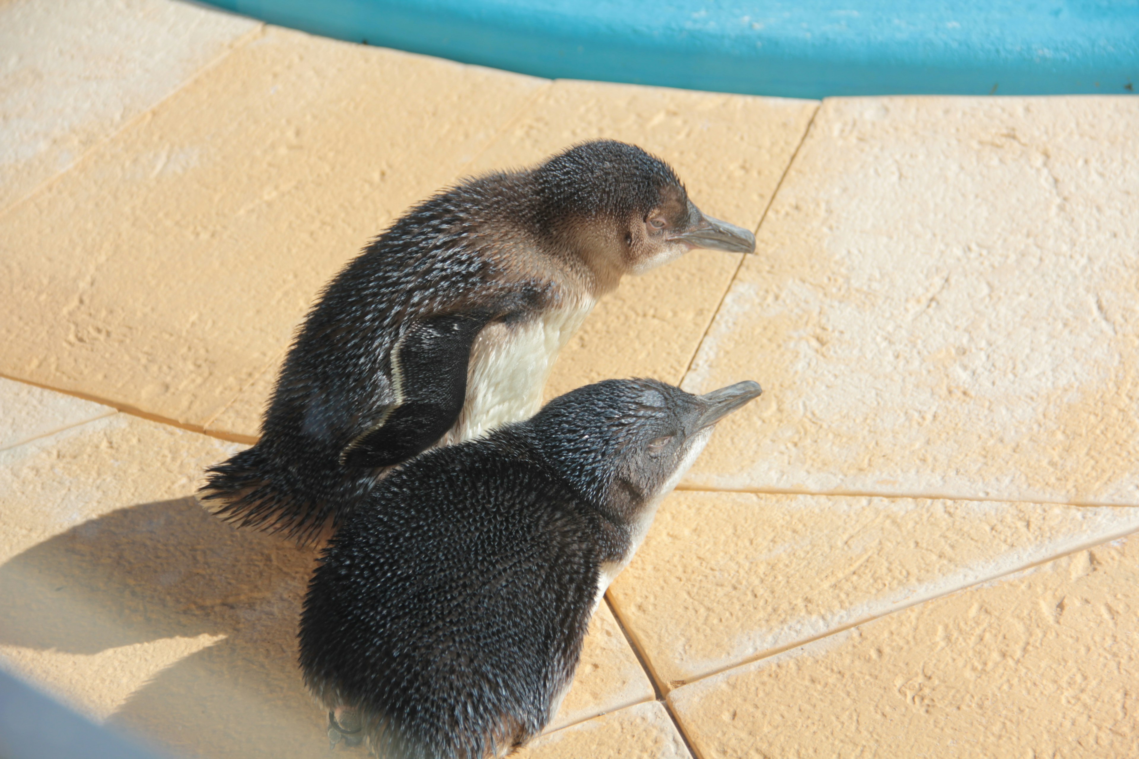 Due pinguini in piedi su una superficie piastrellata