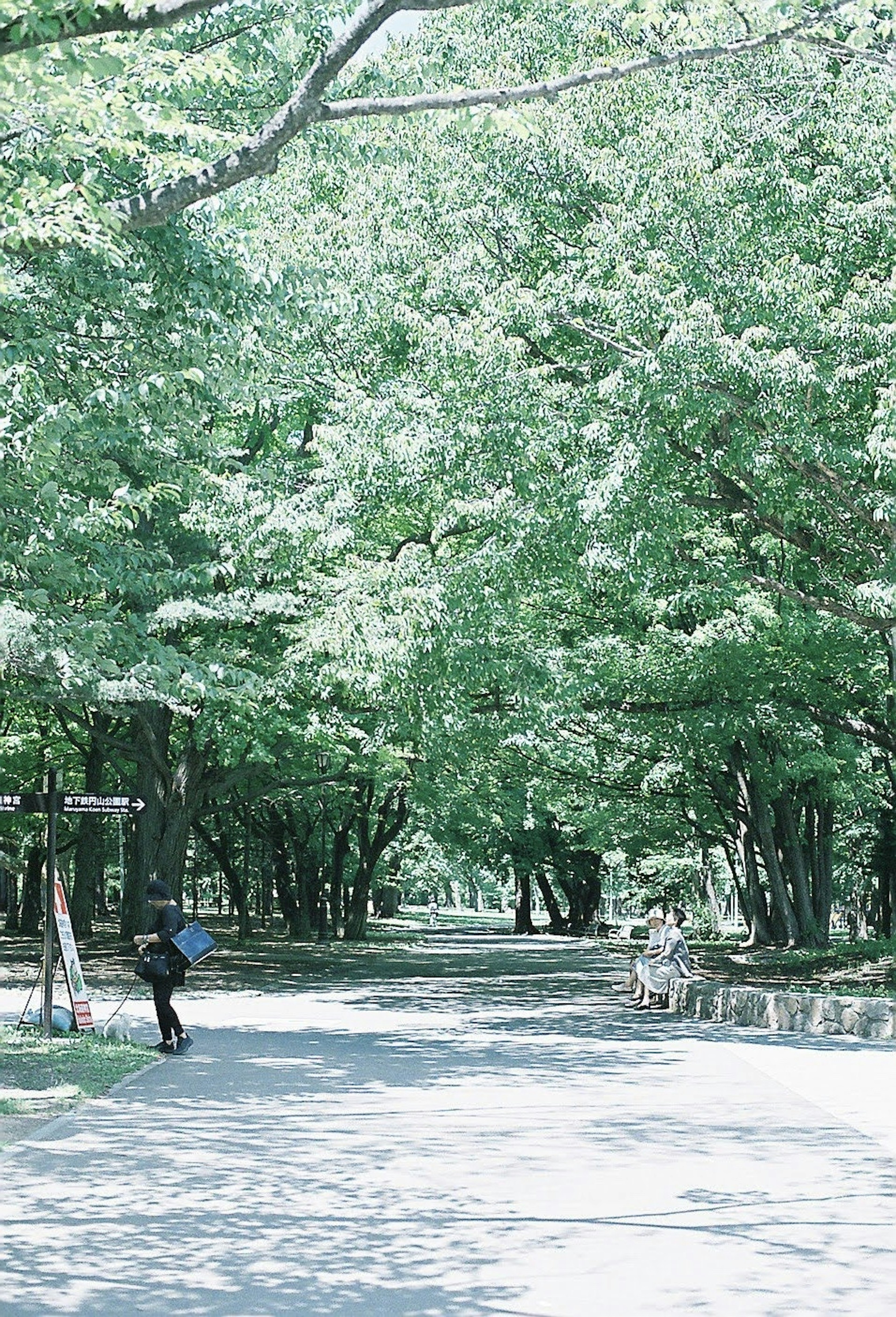 緑豊かな公園の道に立つ人々と木々