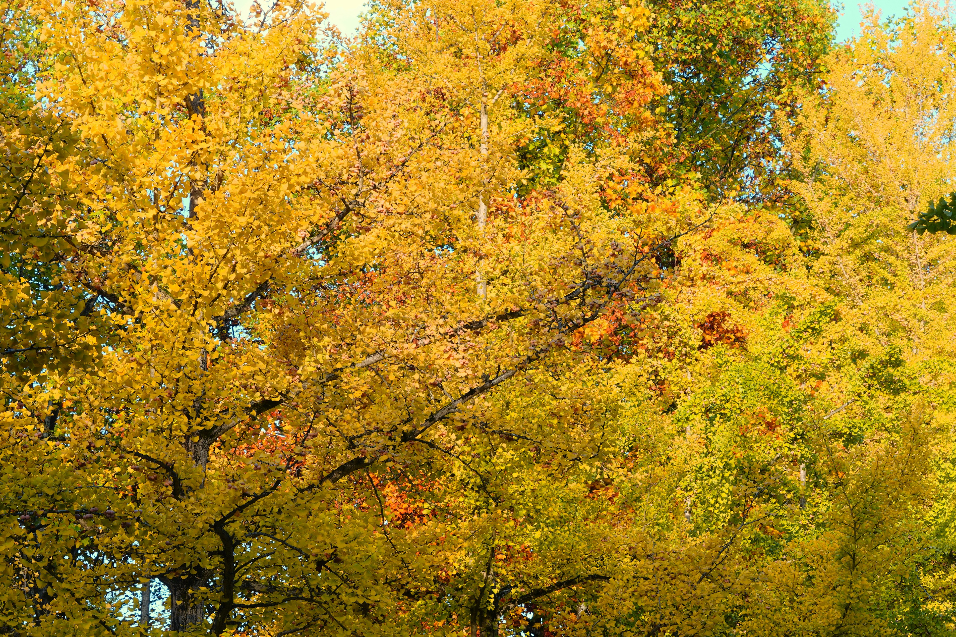 Gros plan sur des arbres d'automne avec des feuilles jaunes et oranges vibrantes