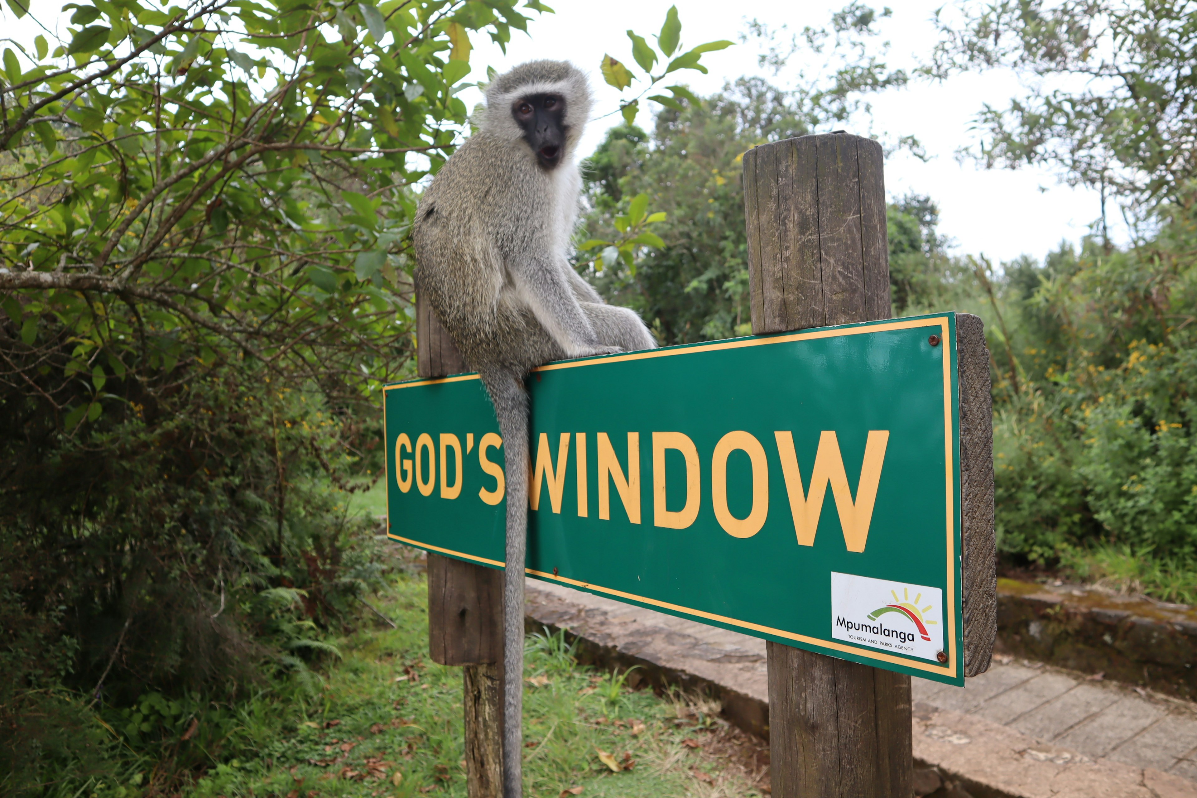 Affe sitzt auf einem Schild für God's Window in einer grünen Umgebung