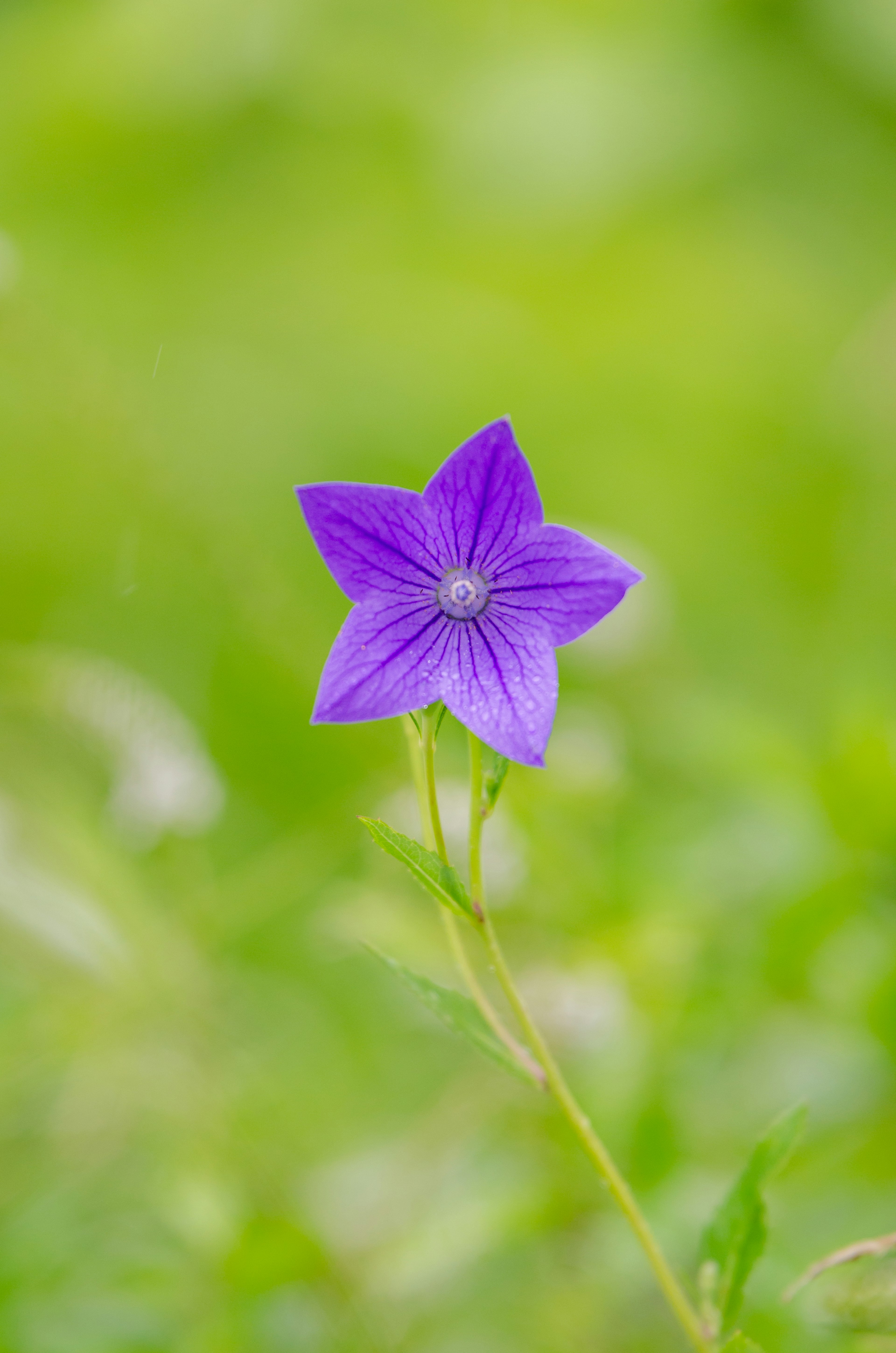 Purple star-shaped flower against a green background