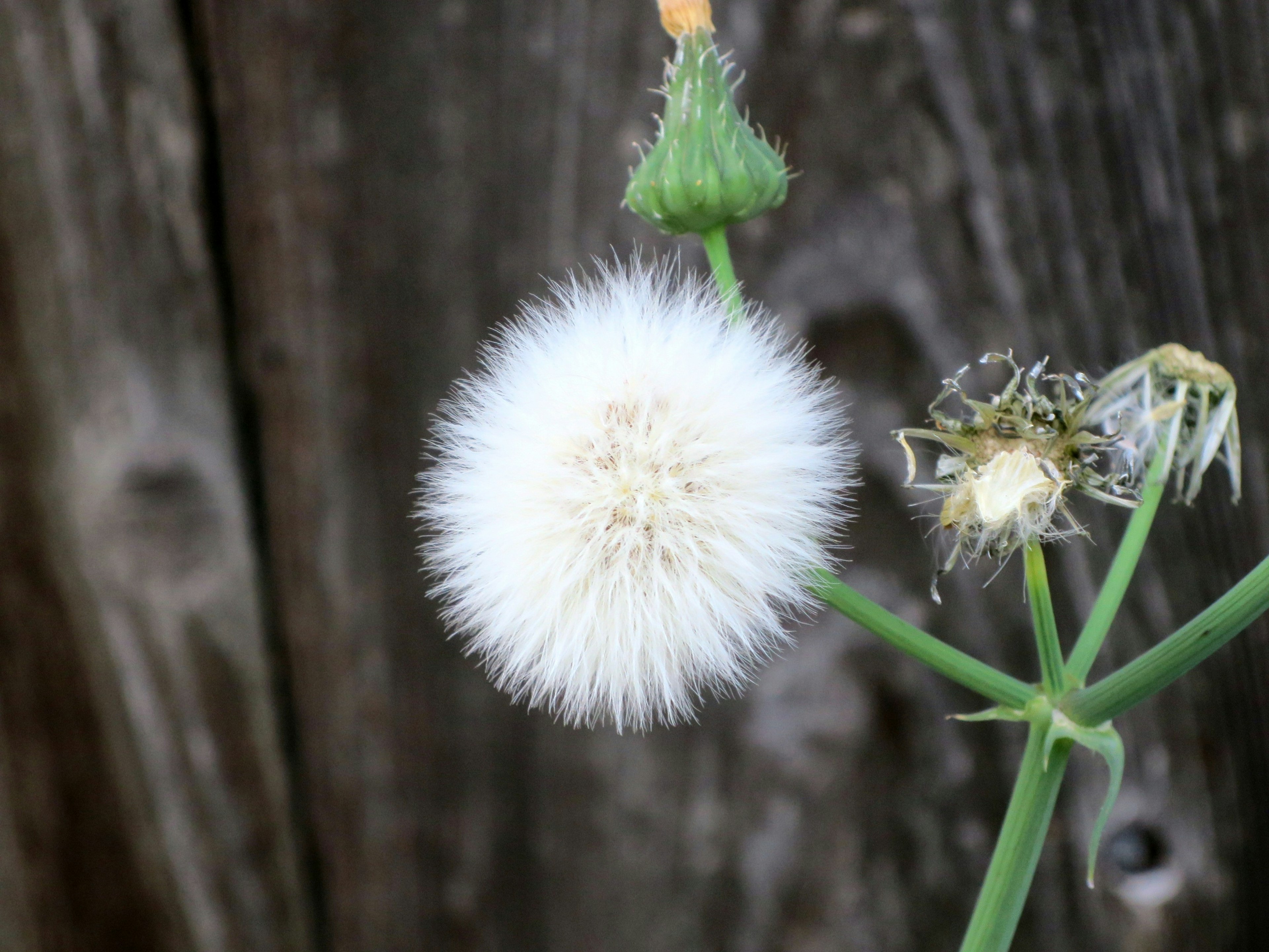 Una bola de diente de león blanca frente a un fondo de madera