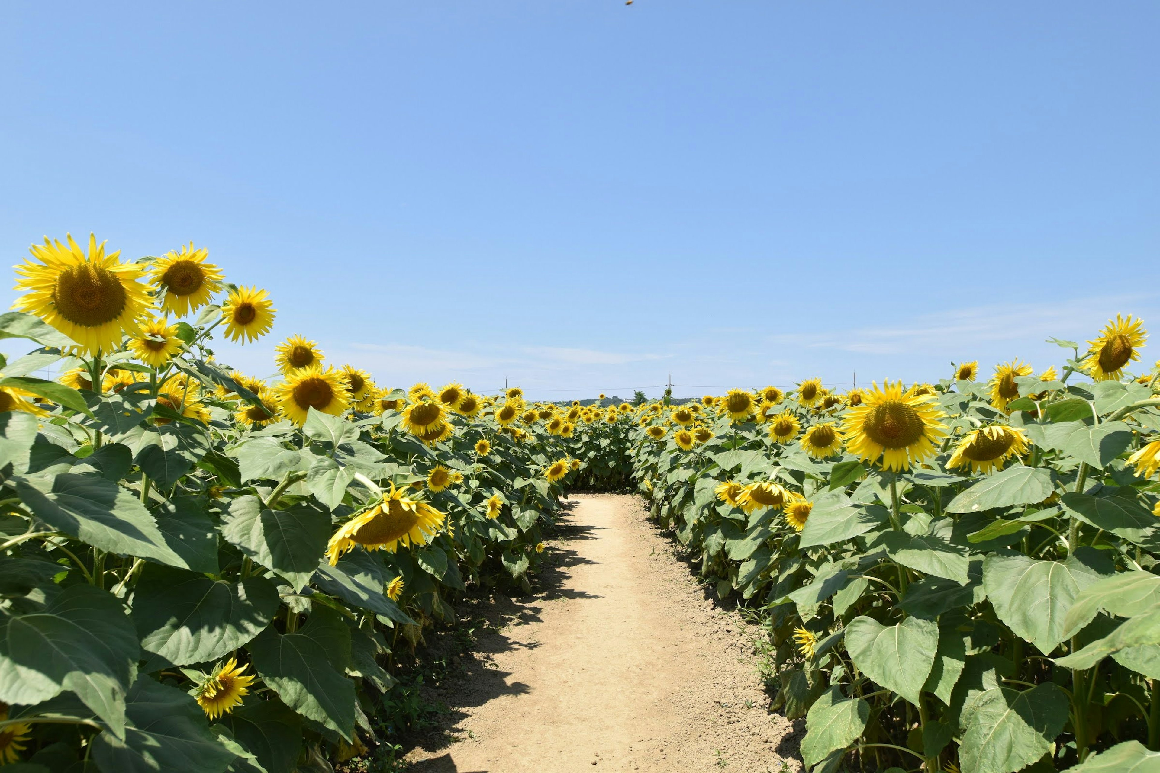 Pathway through a sunflower field under a clear blue sky