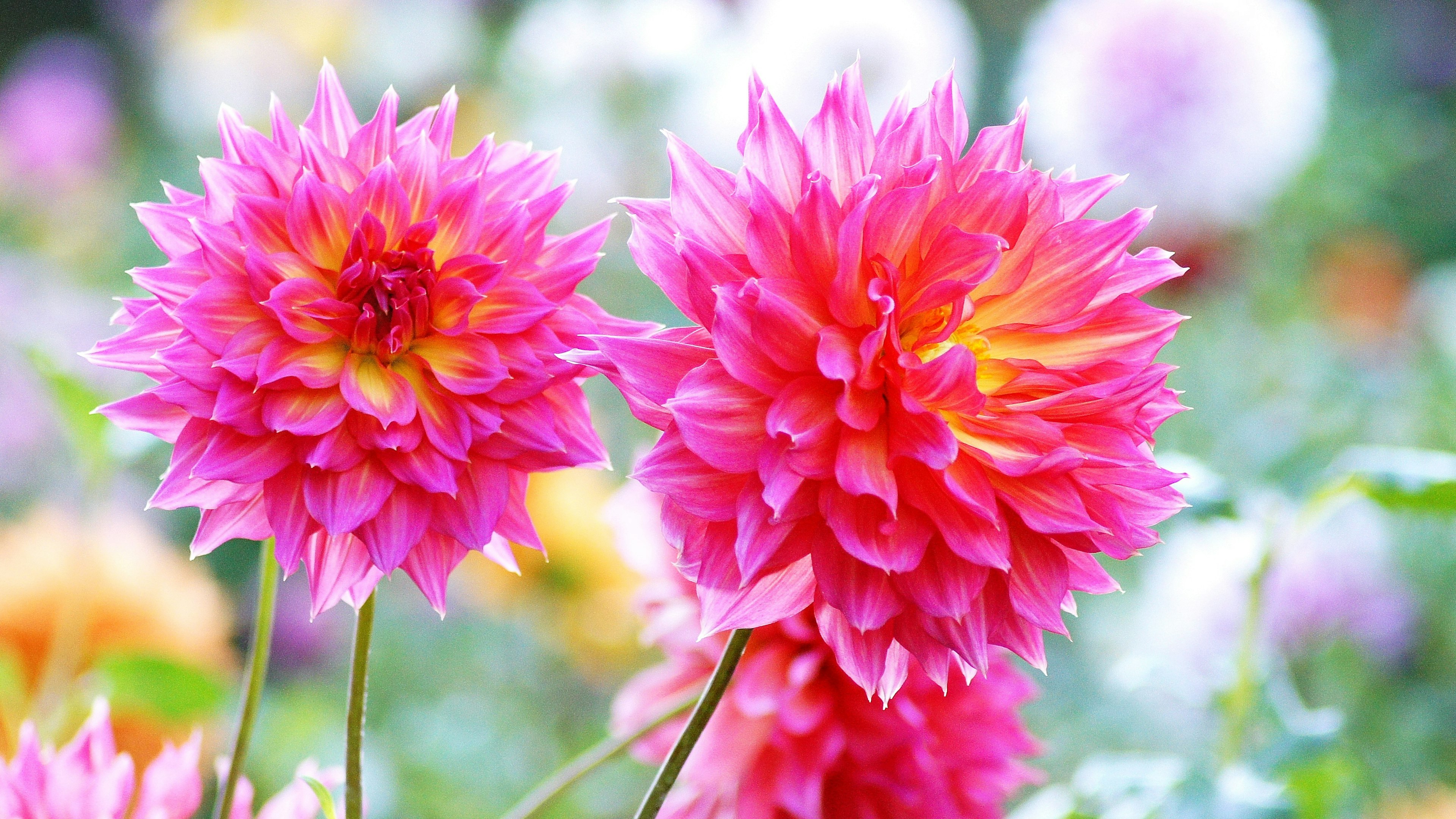 鮮やかなピンクのダリアの花が2つ咲いている背景にぼんやりした他の花が見える