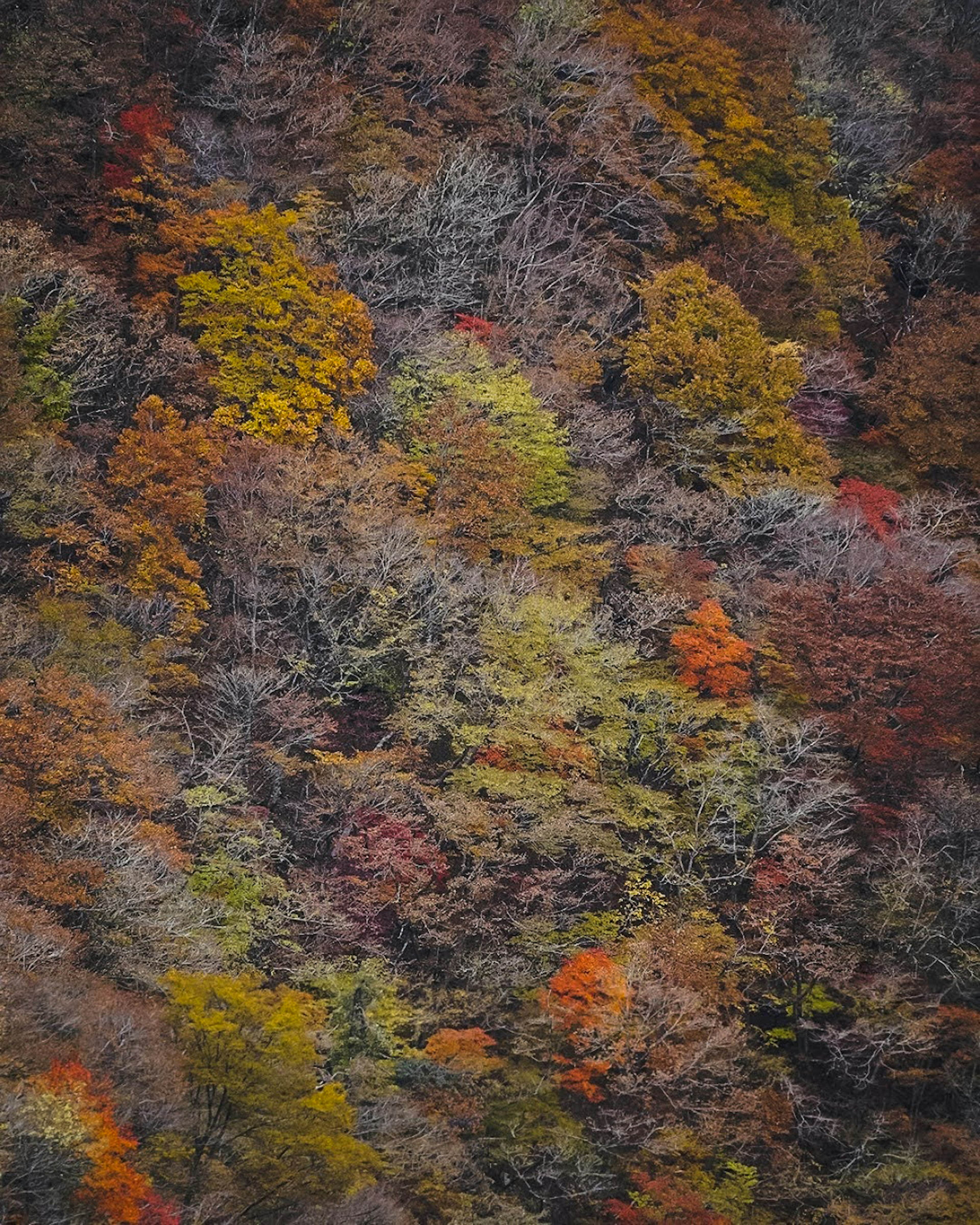 秋の色彩が豊かな森林の風景