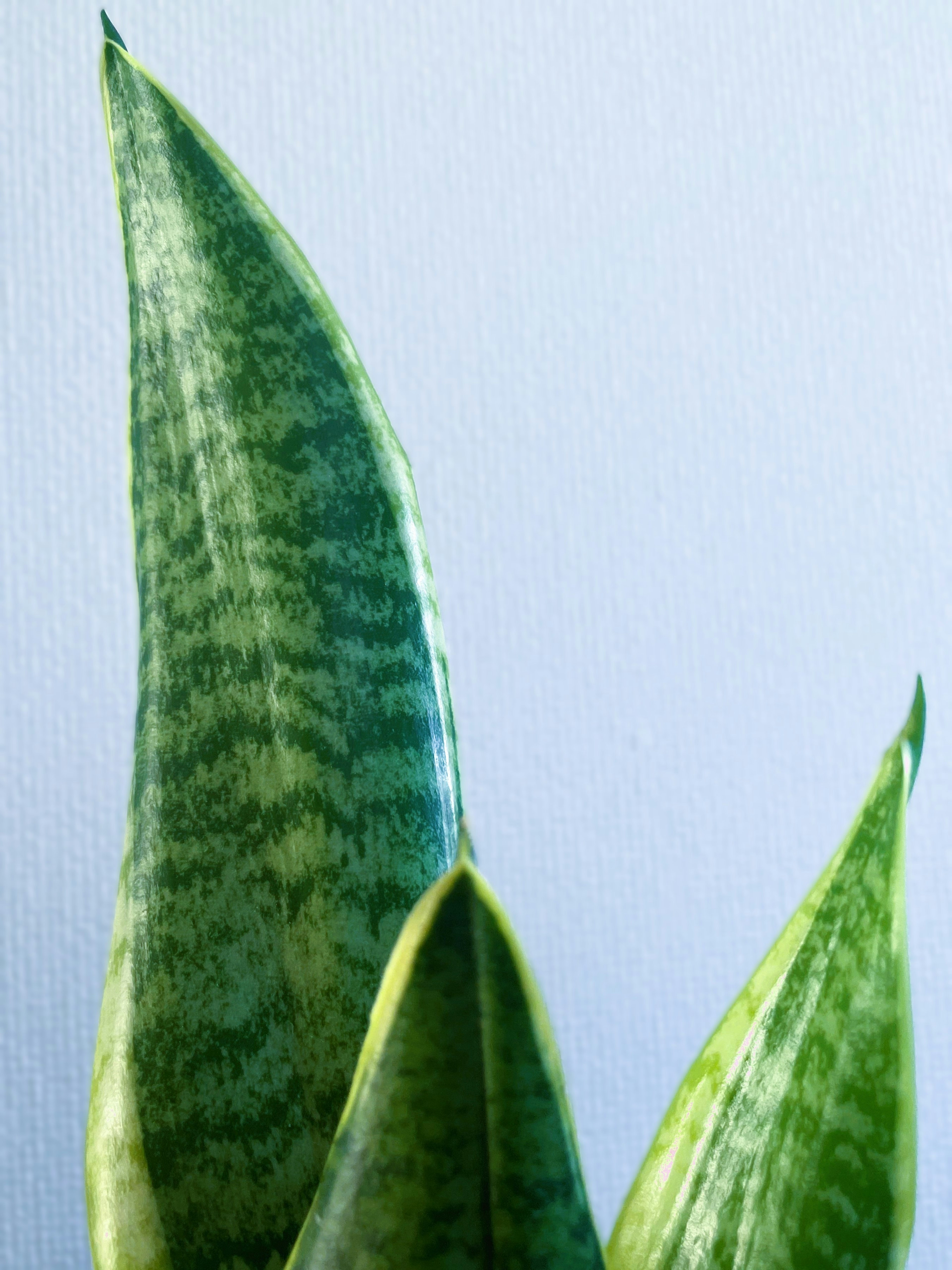 Gros plan des feuilles de Sansevieria sur un fond bleu