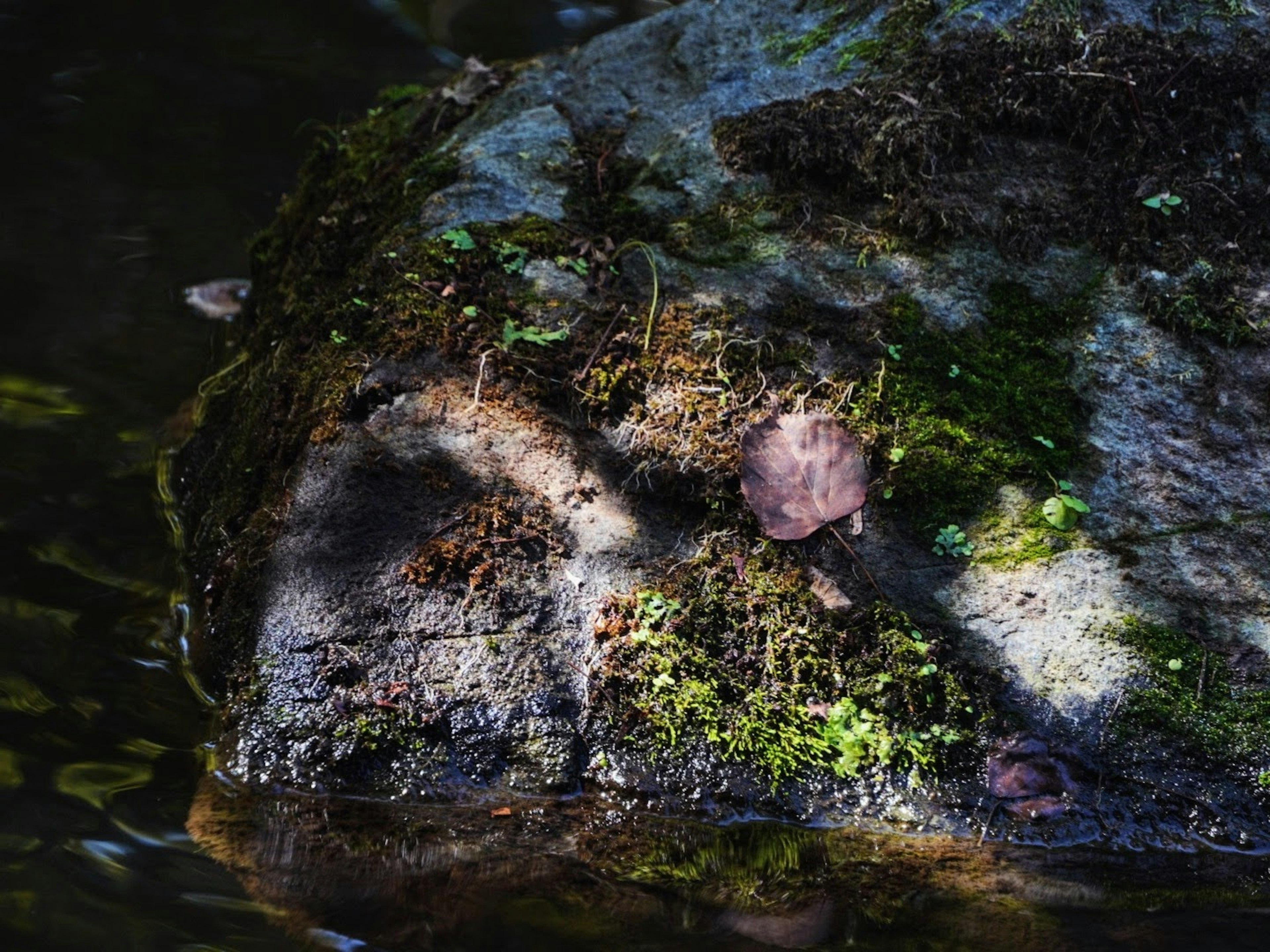 水辺の岩に苔と影が映るシーン