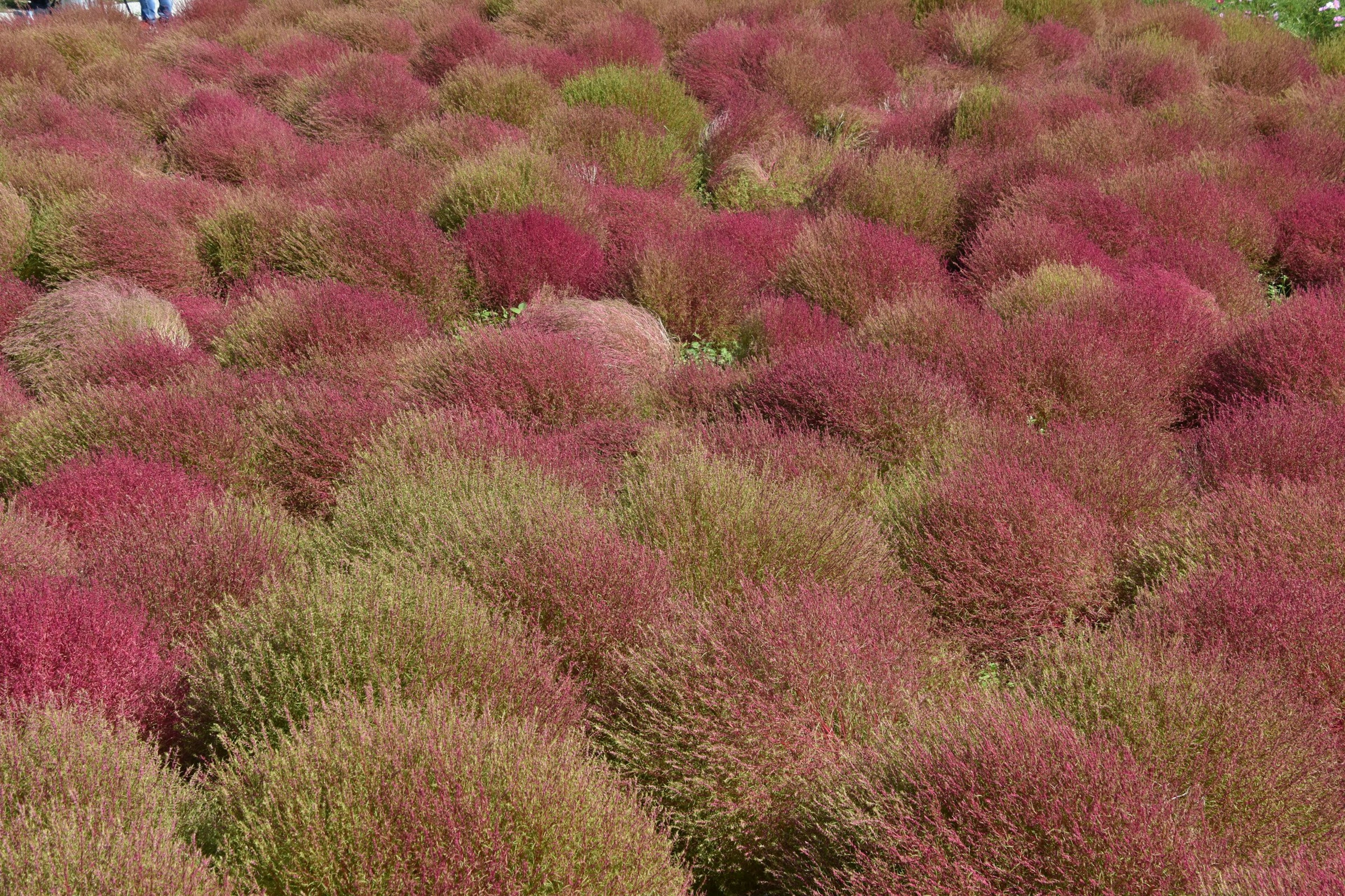 Colorful field of Kochia plants in various shades