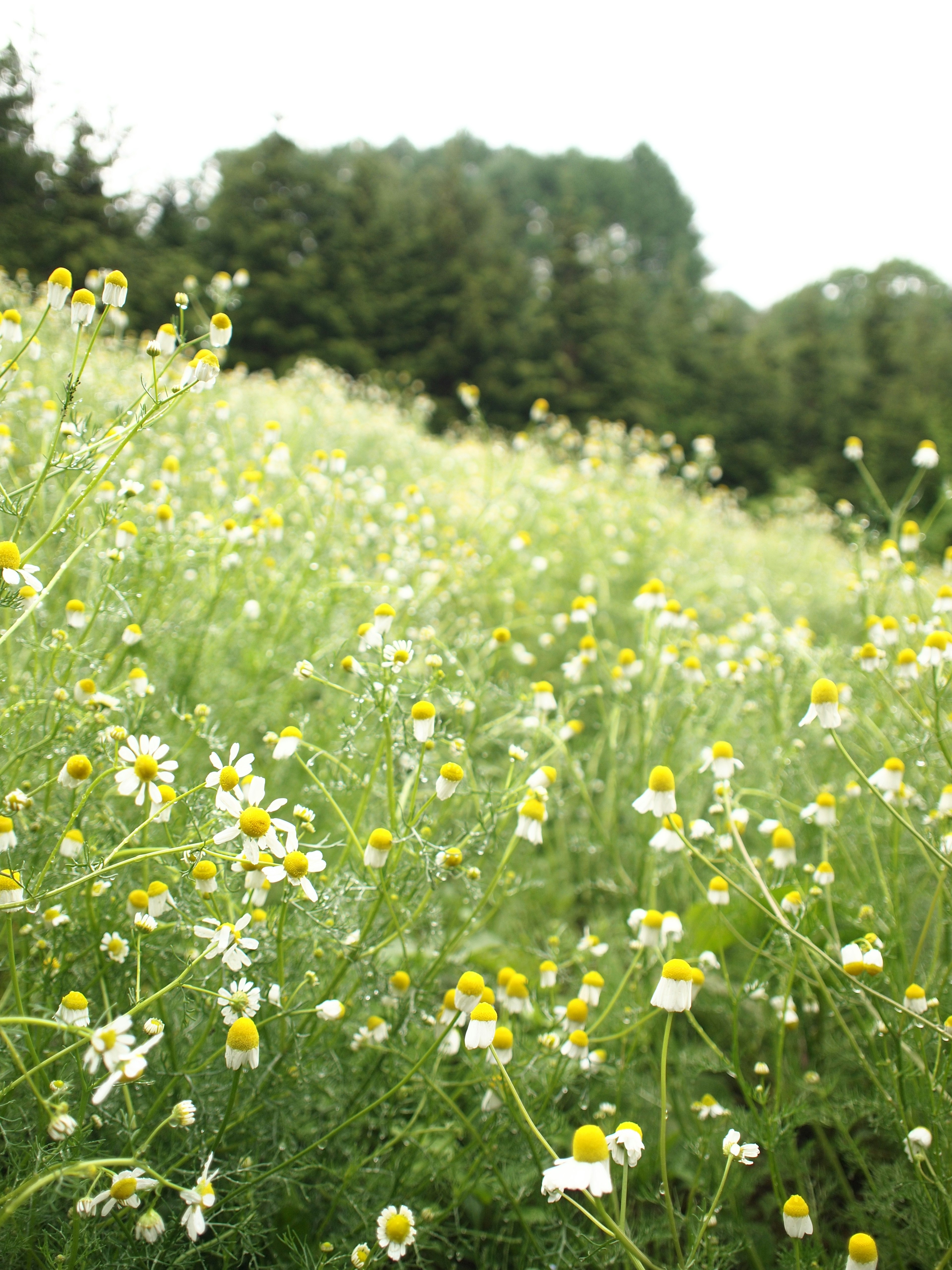 Landschaft mit weißen und gelben Blumen, die in einer grünen Wiese blühen