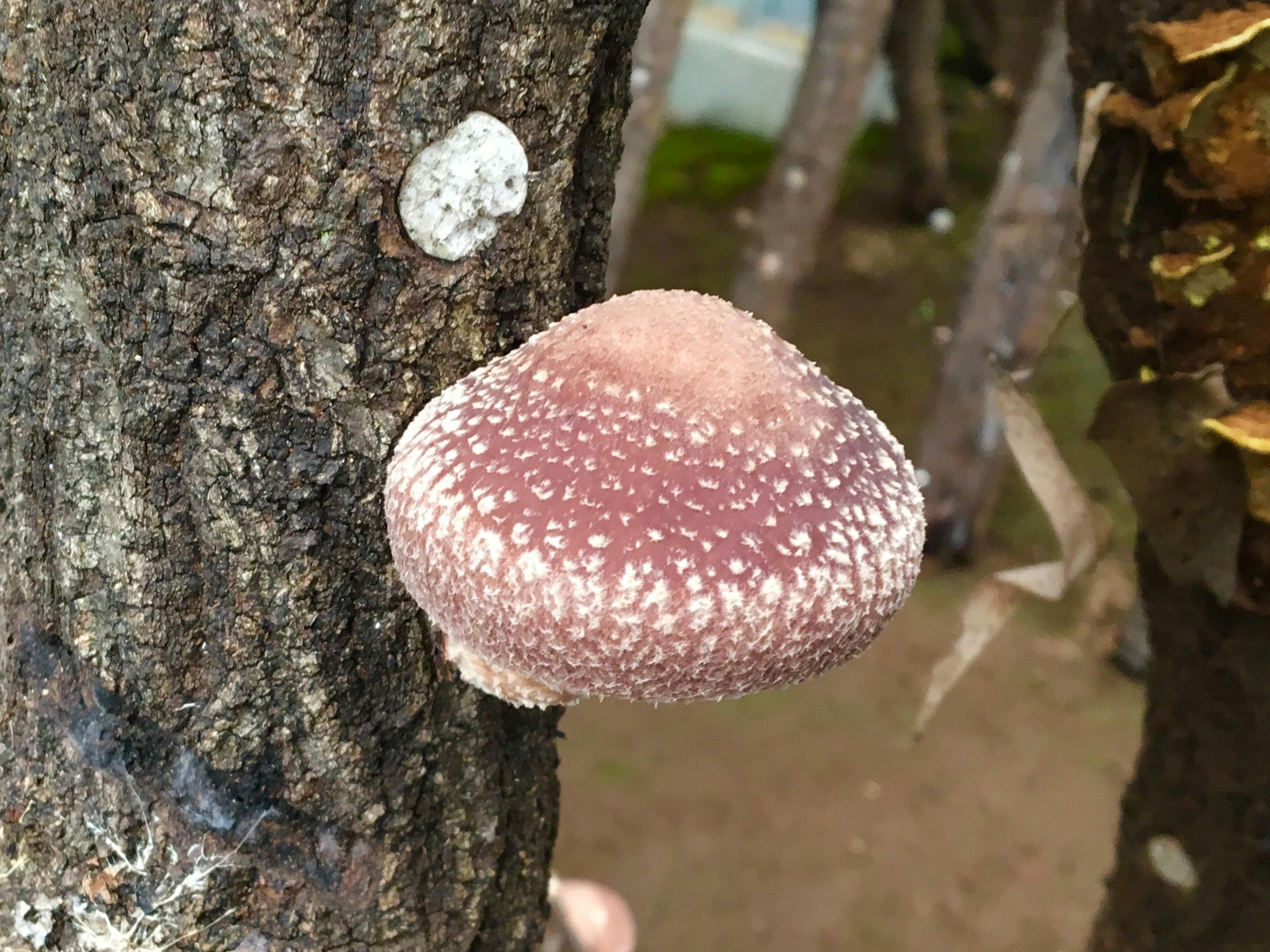 Shiitake mushroom growing on tree trunk