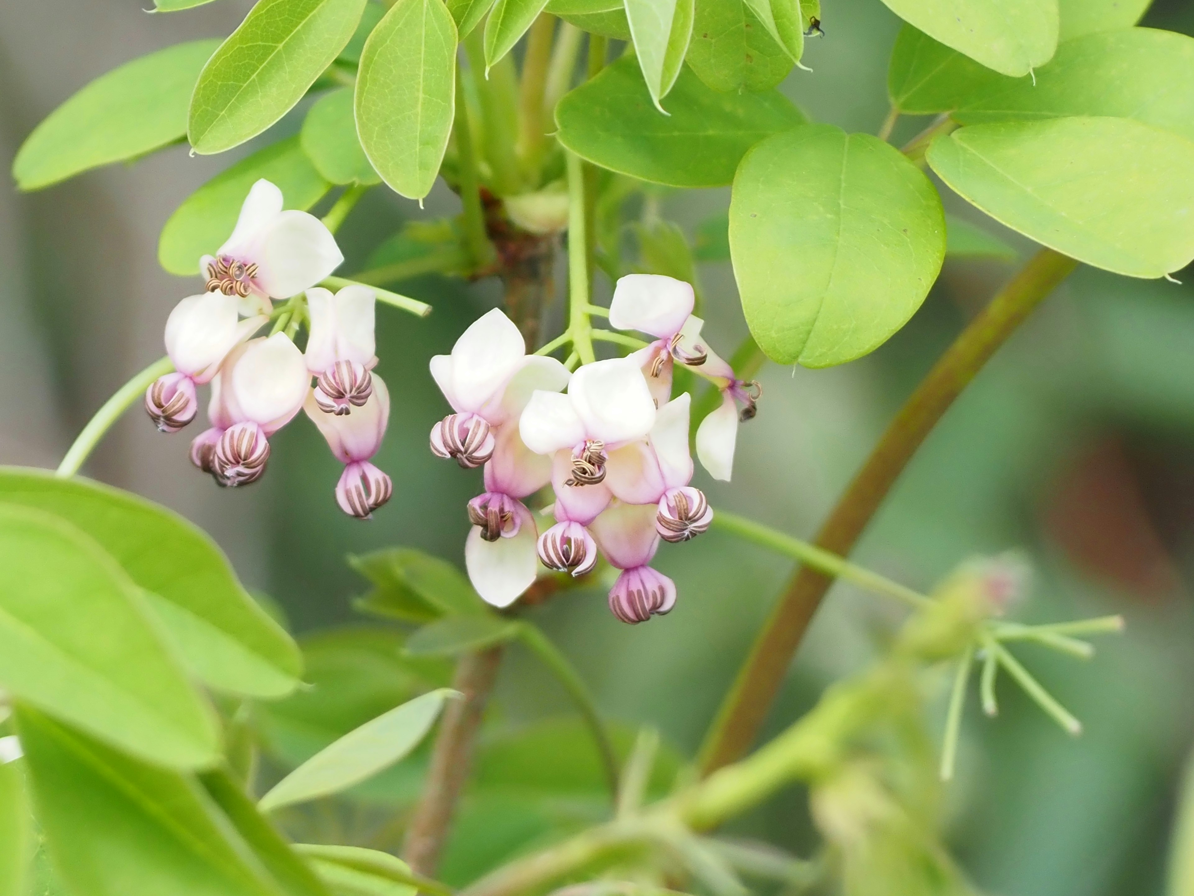 小さな白とピンクの花がついた植物のクローズアップ