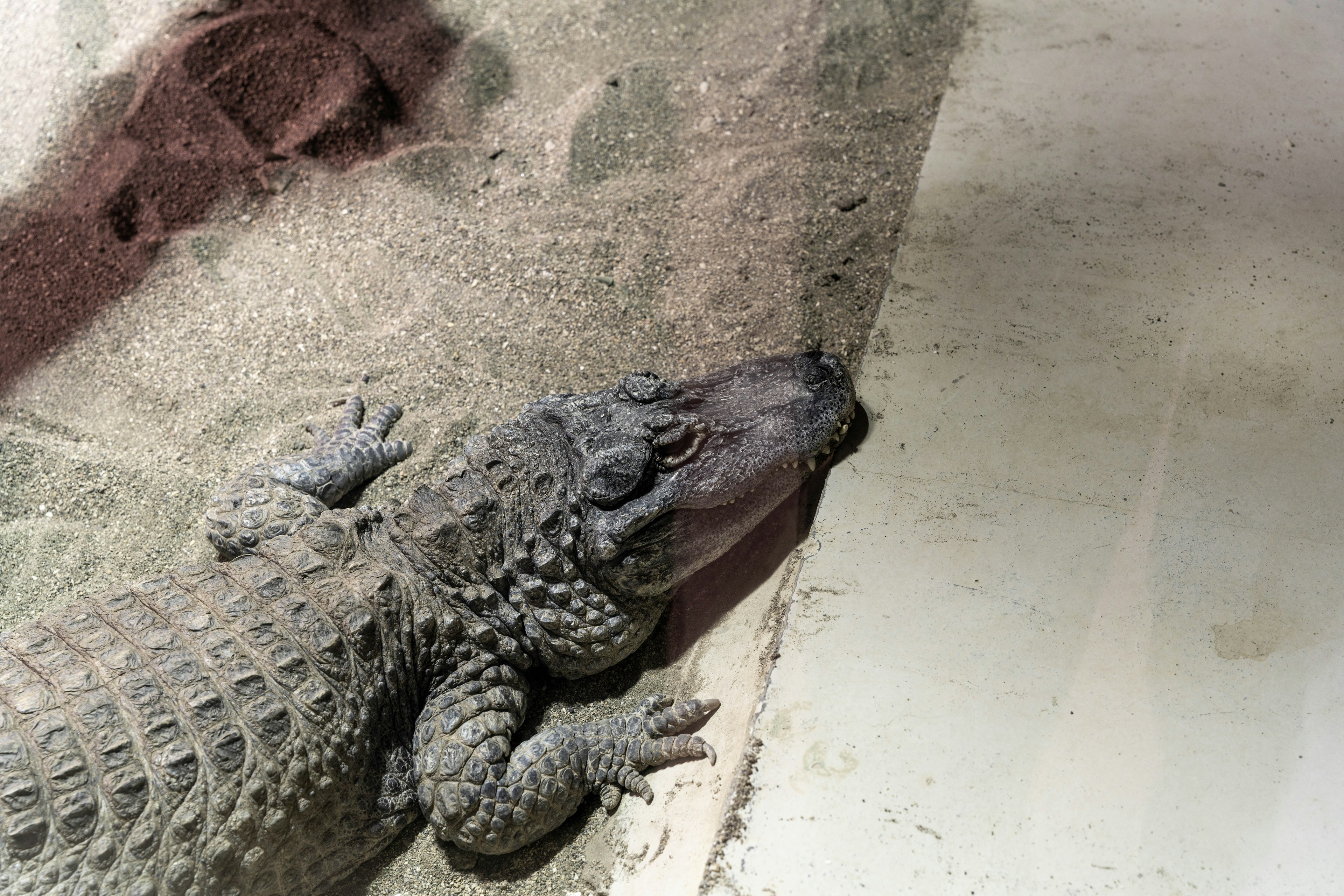 Gros plan sur un crocodile reposant sur une surface