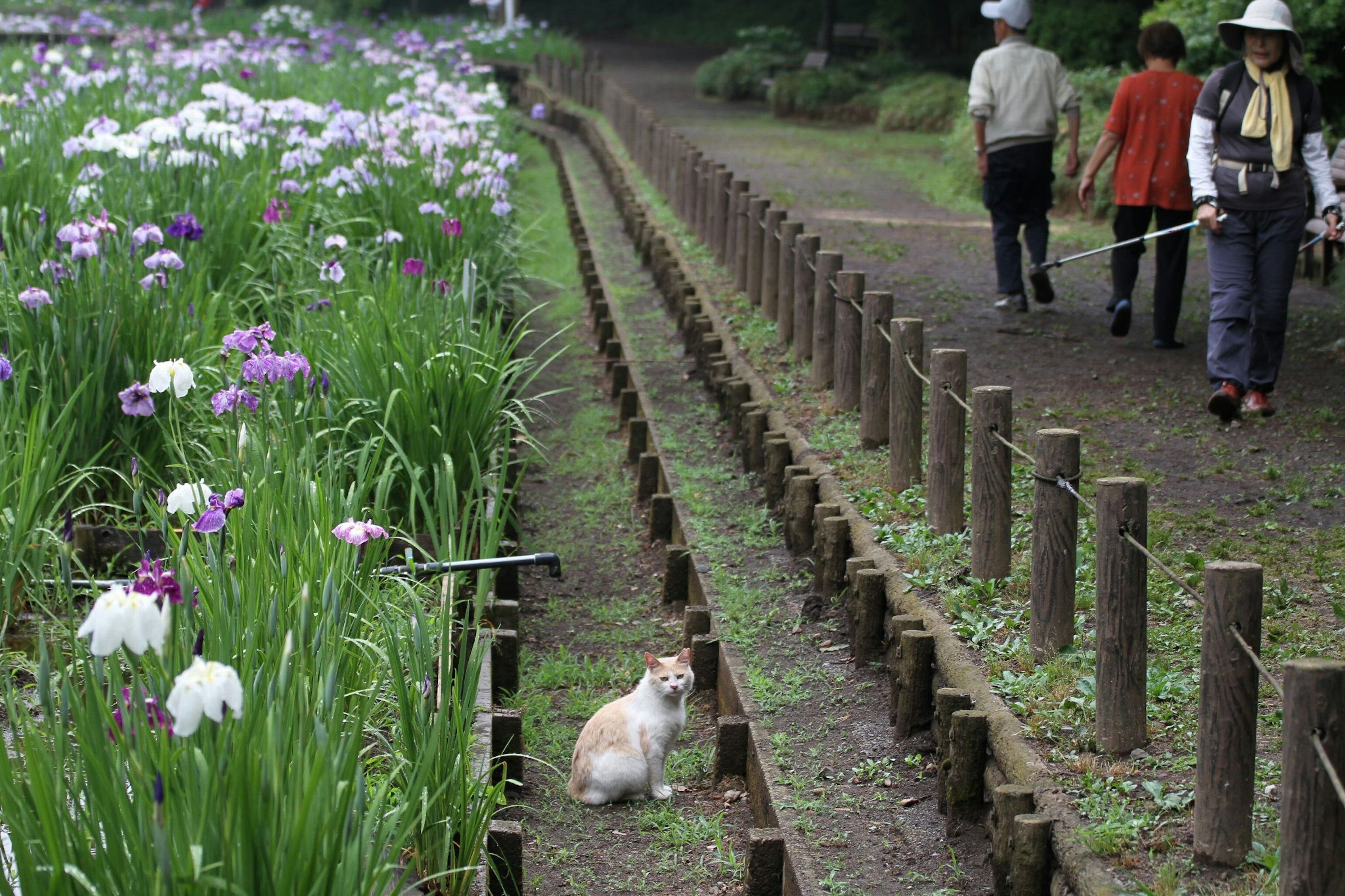 道を散歩する人々と花畑の間にいる猫