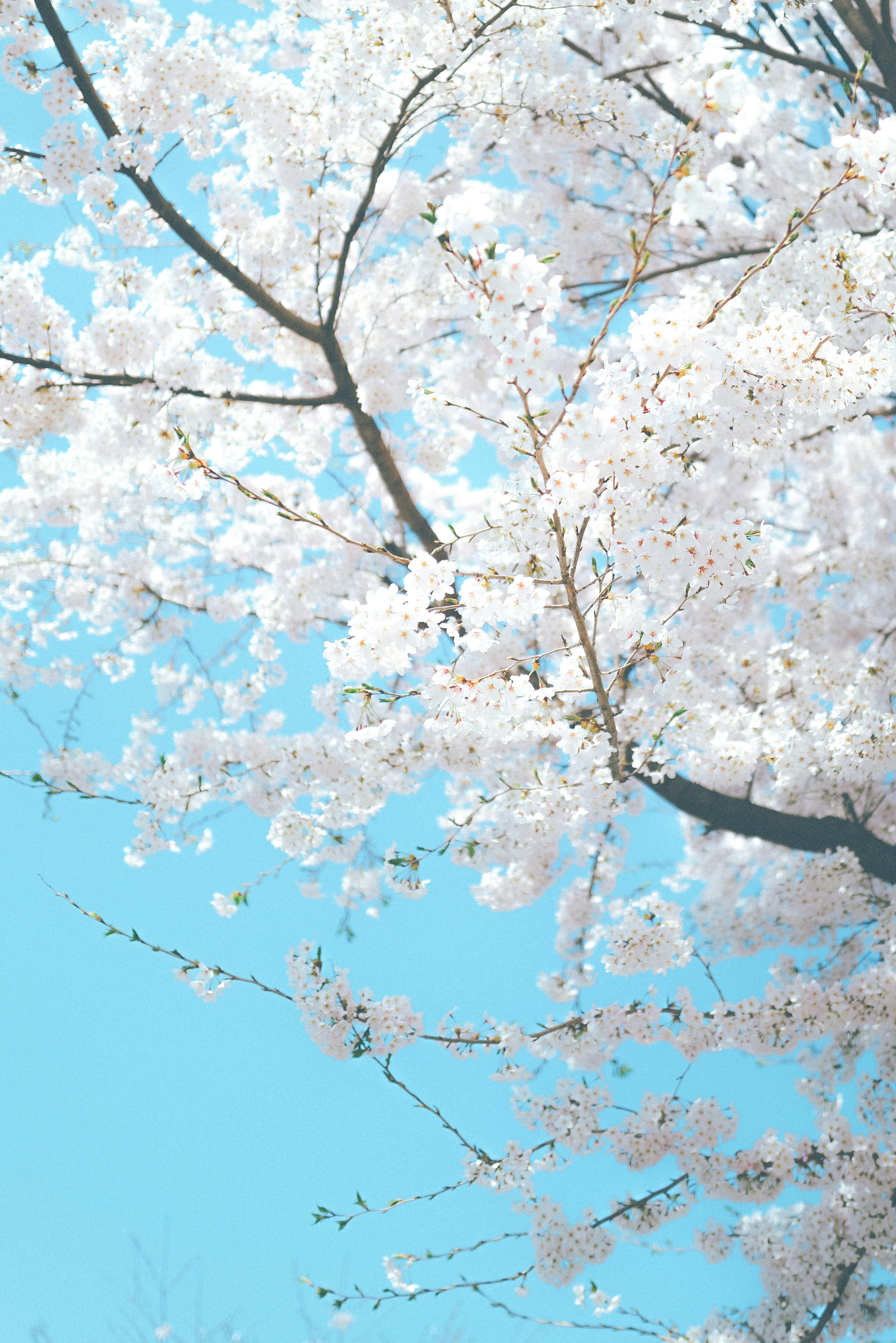 青空に映える桜の花びらが満開の枝