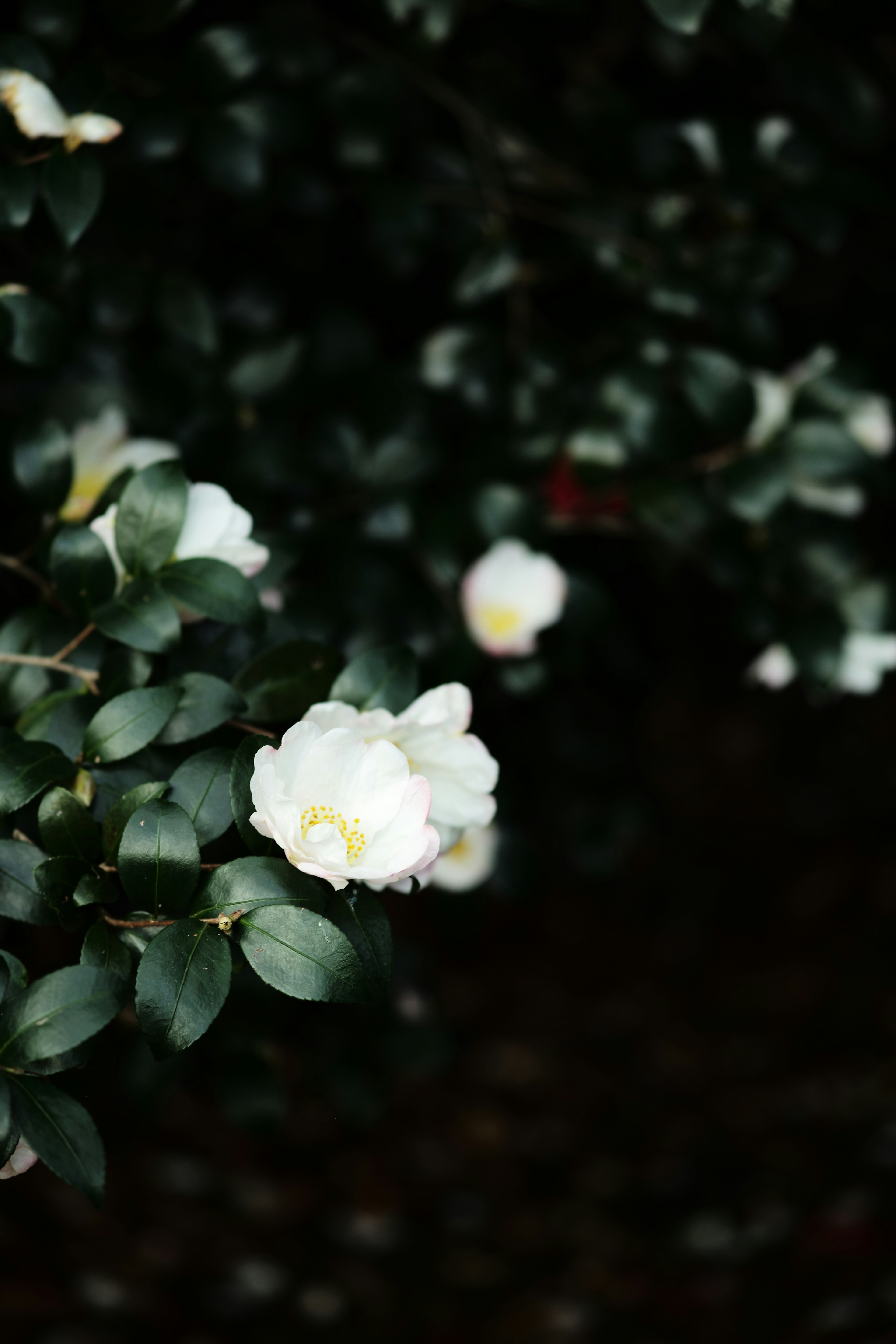 白い花と緑の葉がある植物のクローズアップ