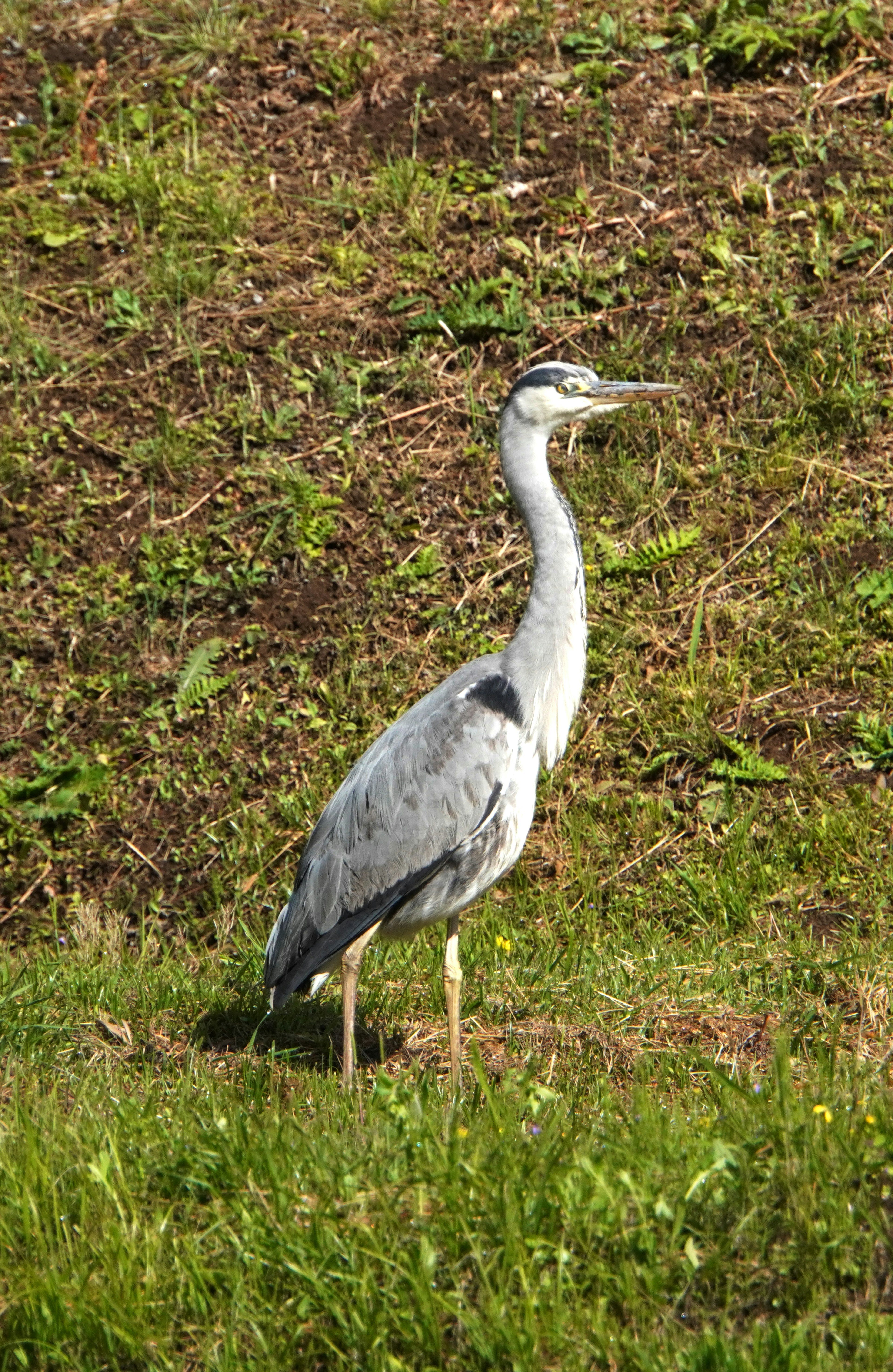 Grauer Reiher steht auf grünem Gras