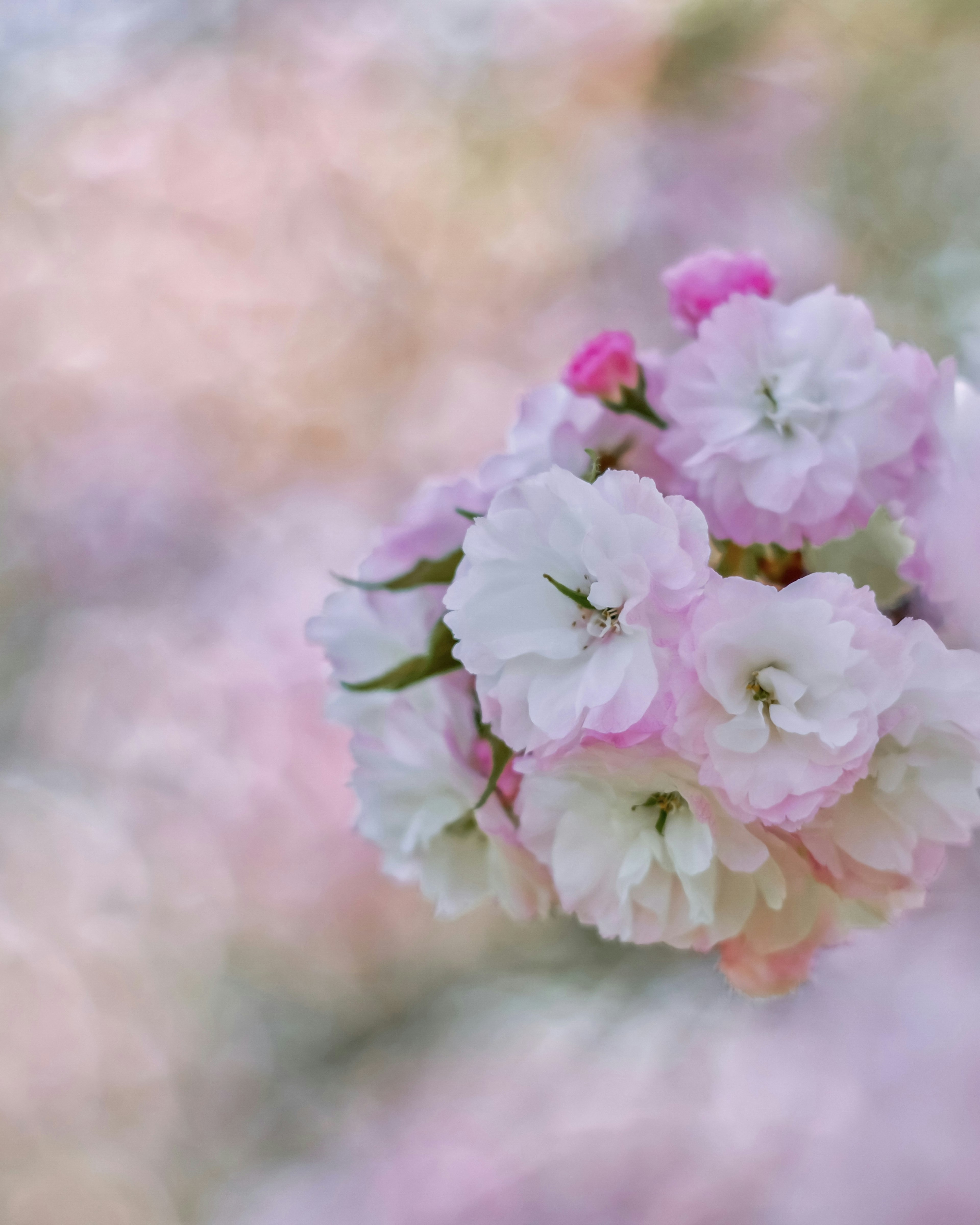 Ramo di fiori dai colori tenui su uno sfondo sfocato