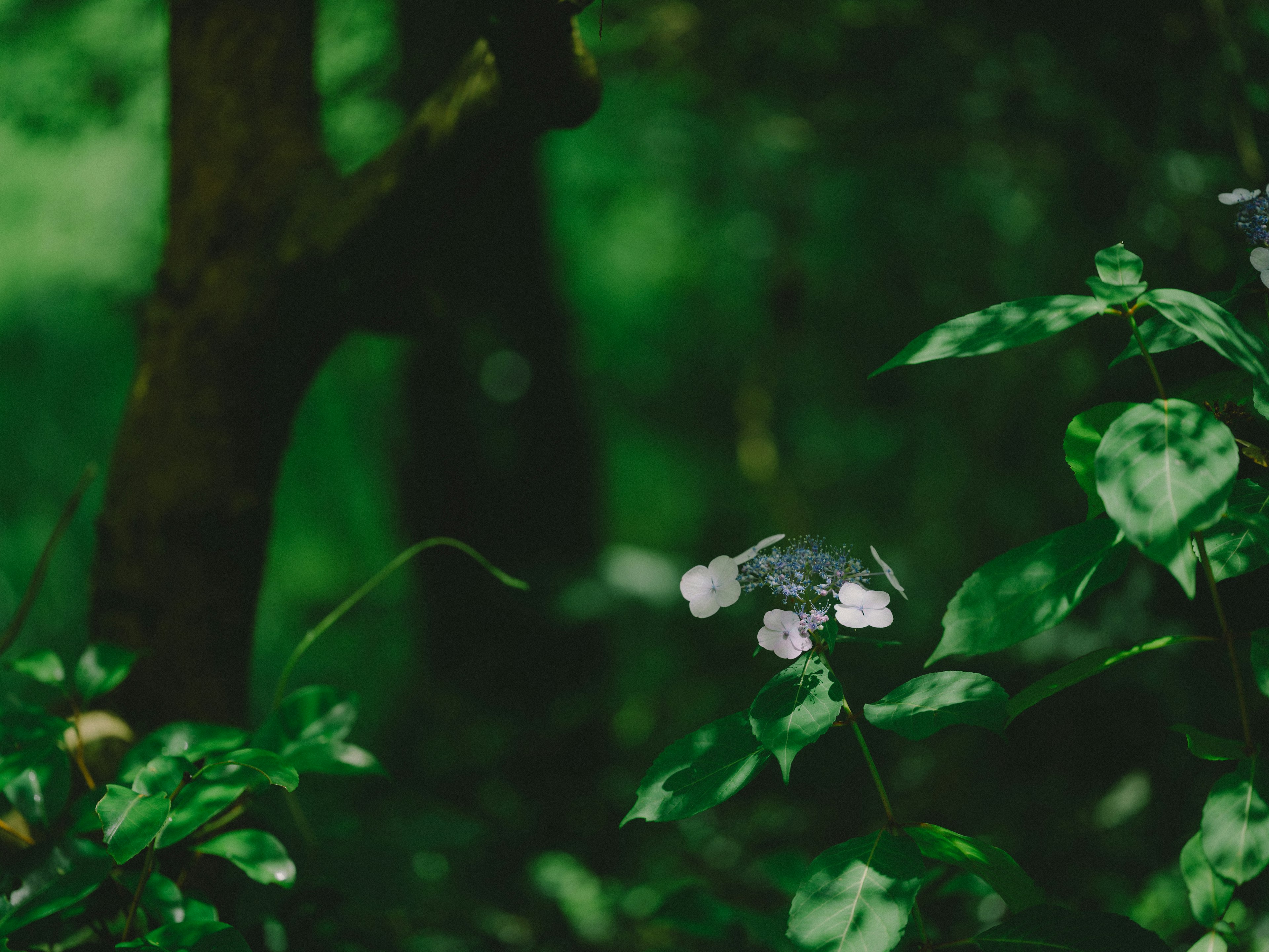 Scène forestière avec des feuilles vertes et une fleur blanche parmi les arbres