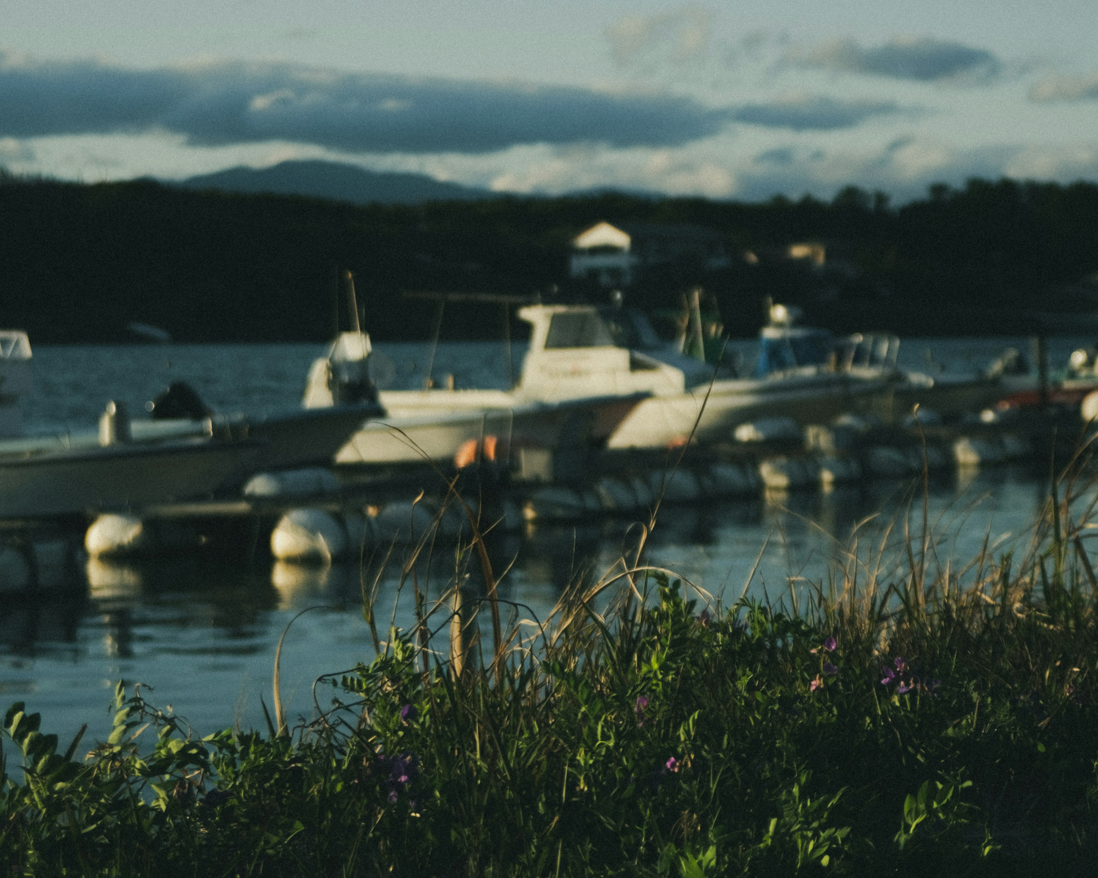 Baie calme avec des bateaux amarrés et des plantes vertes