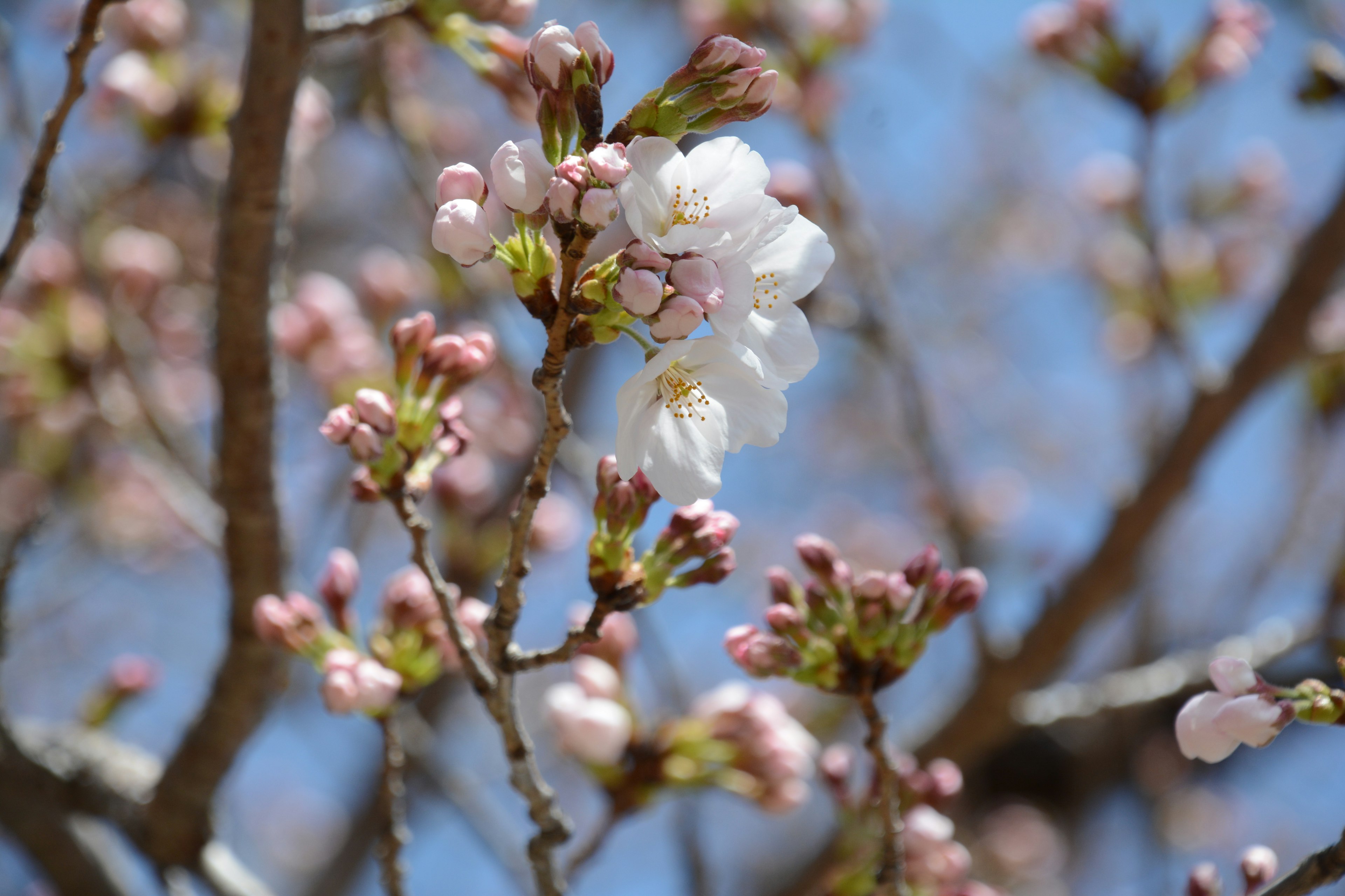 Nahaufnahme von Kirschbaumzweigen mit blühenden Blumen