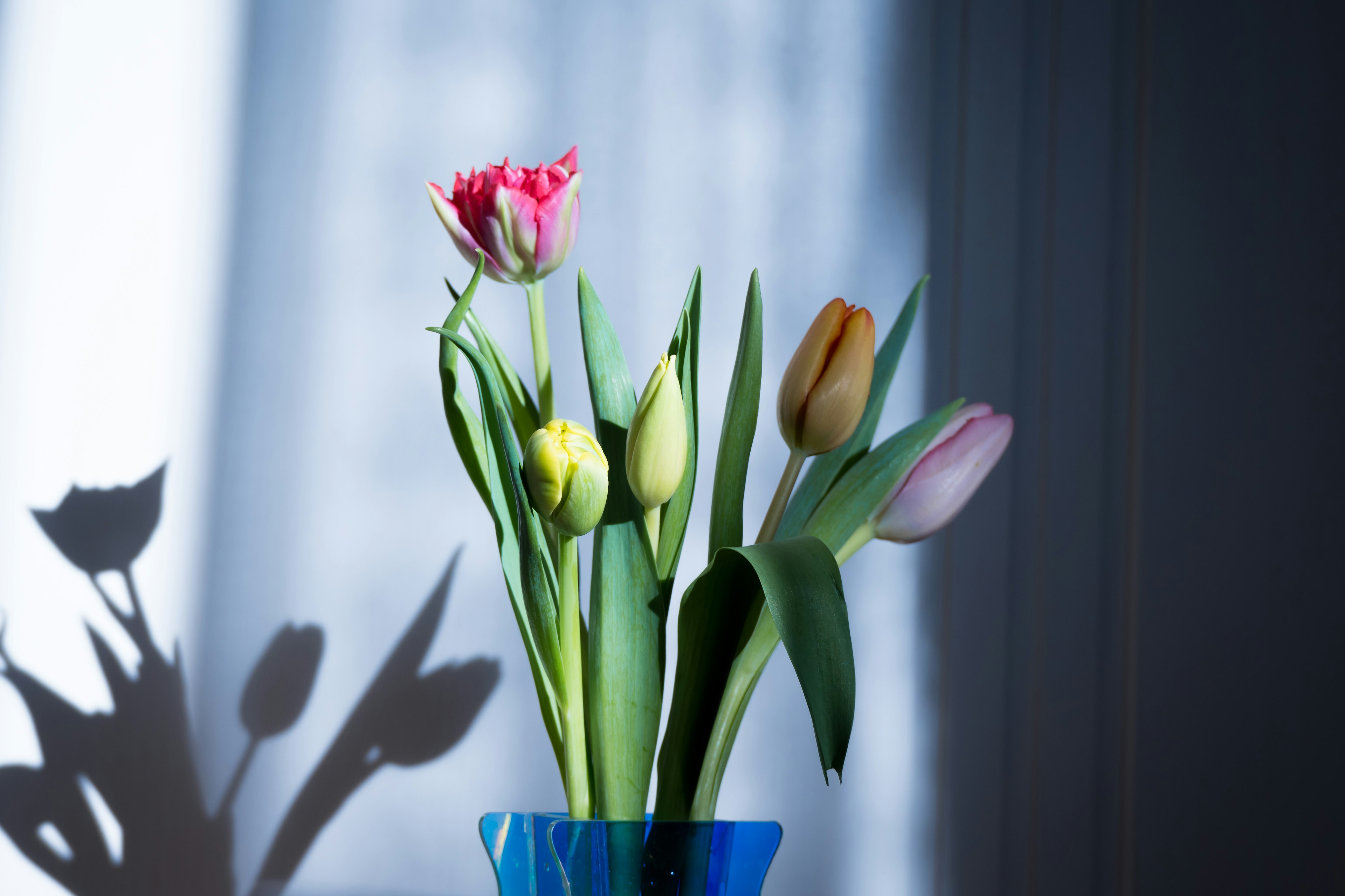 Colorful tulips in a blue vase placed by a window with soft lighting