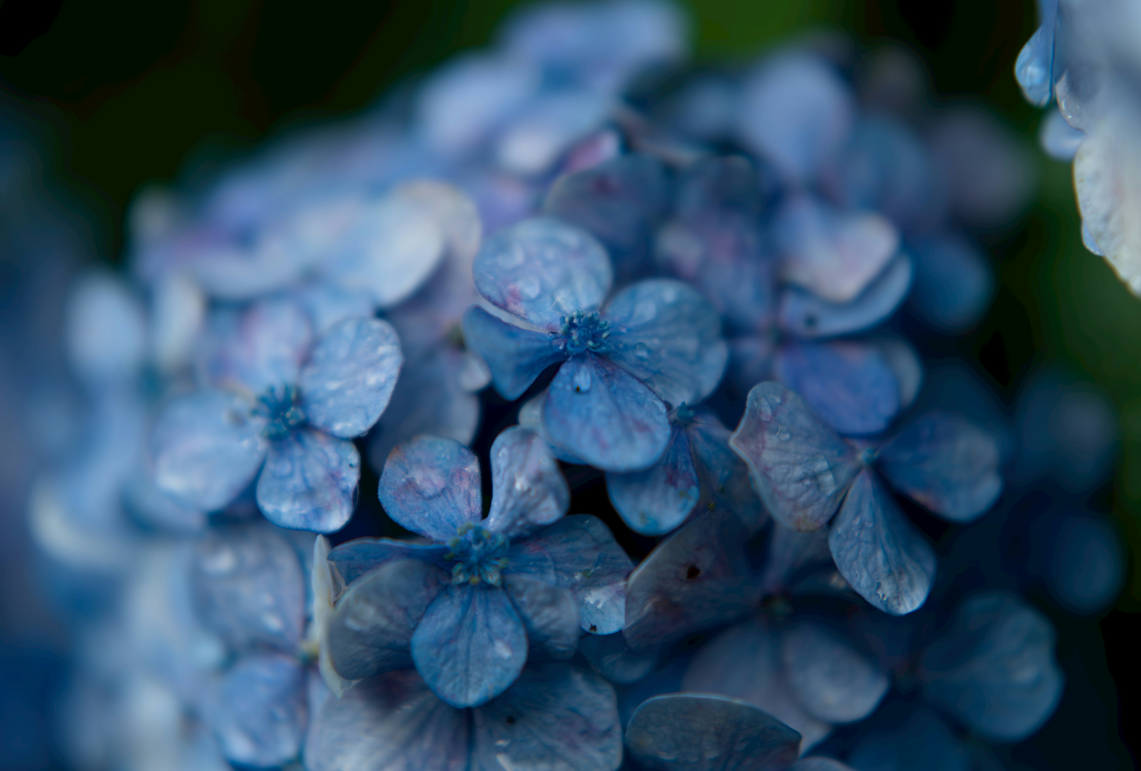 Nahaufnahme von Hortensienblüten mit blauen Blütenblättern