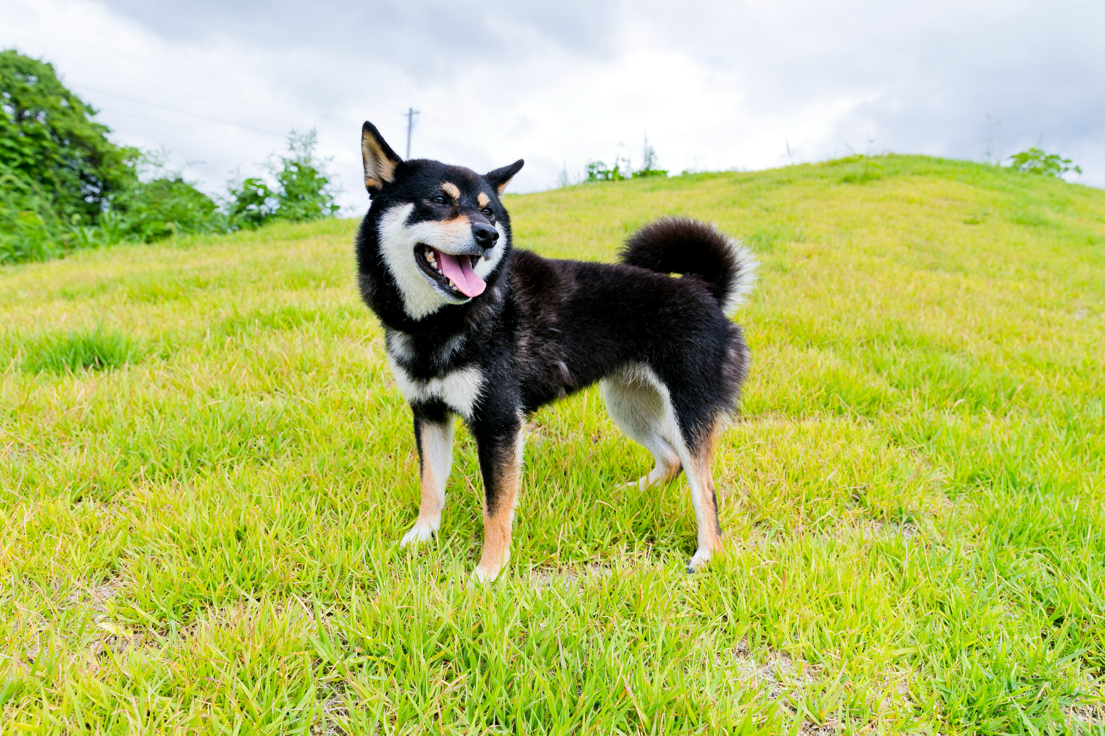 Shiba Inu dengan bulu hitam berdiri dengan bahagia di padang rumput hijau