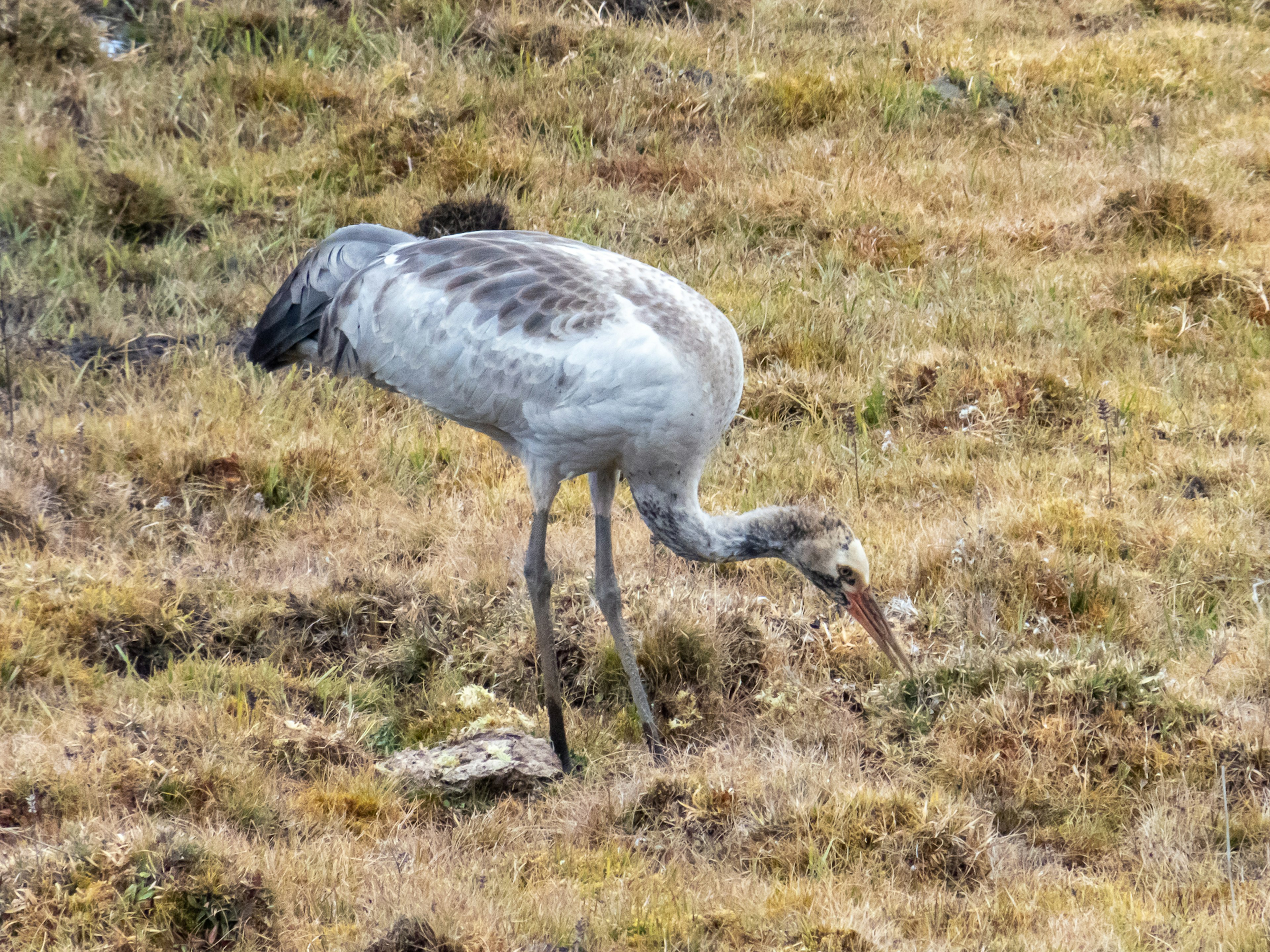 Ein junger, kranichartiger Vogel, der im Gras nach Nahrung sucht