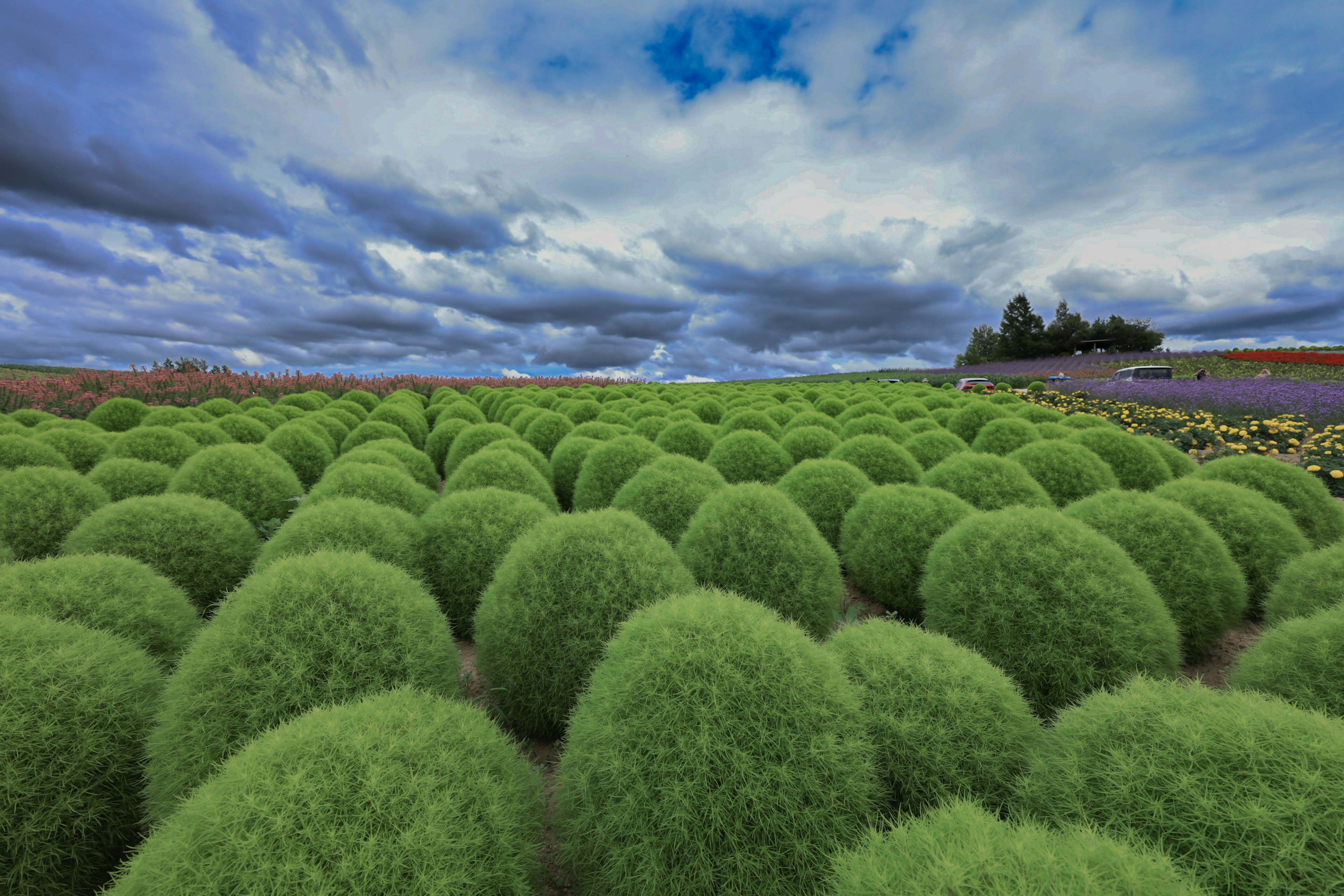 Paisaje con plantas redondas verdes bajo un cielo azul