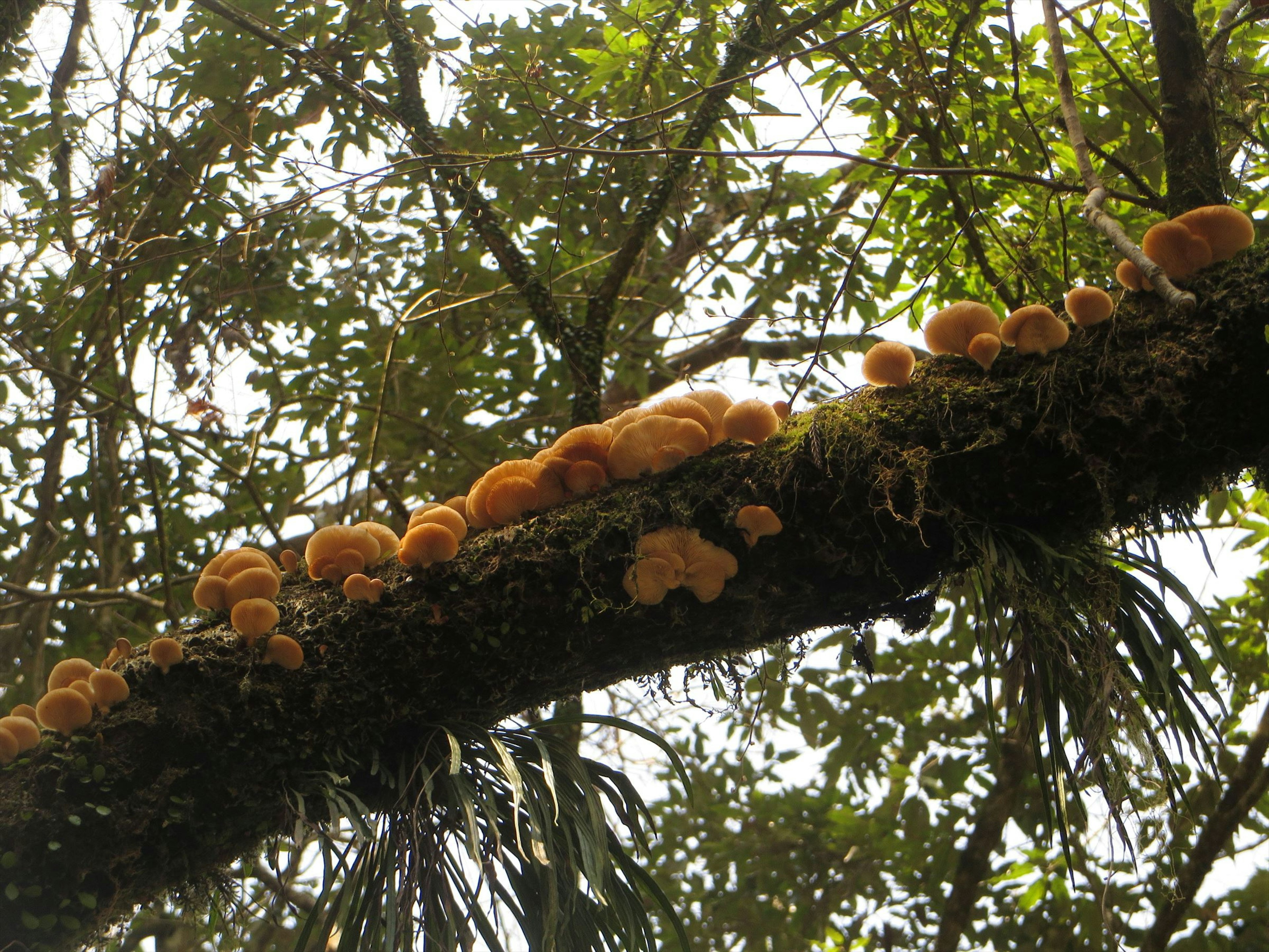 Un groupe de champignons orange vif poussant sur une branche d'arbre