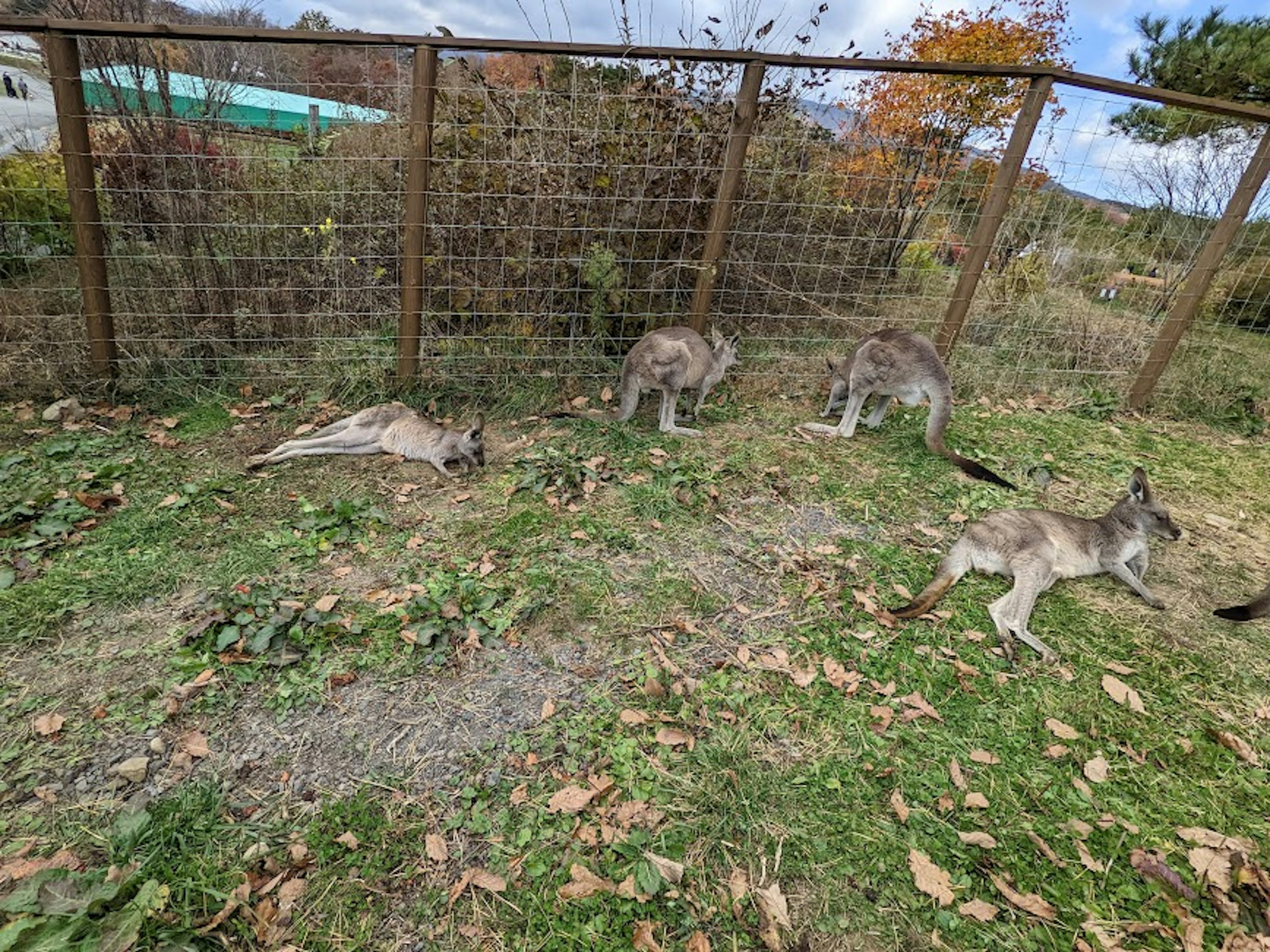 フェンスの内側にいるカンガルーたちが草の上でくつろいでいる風景