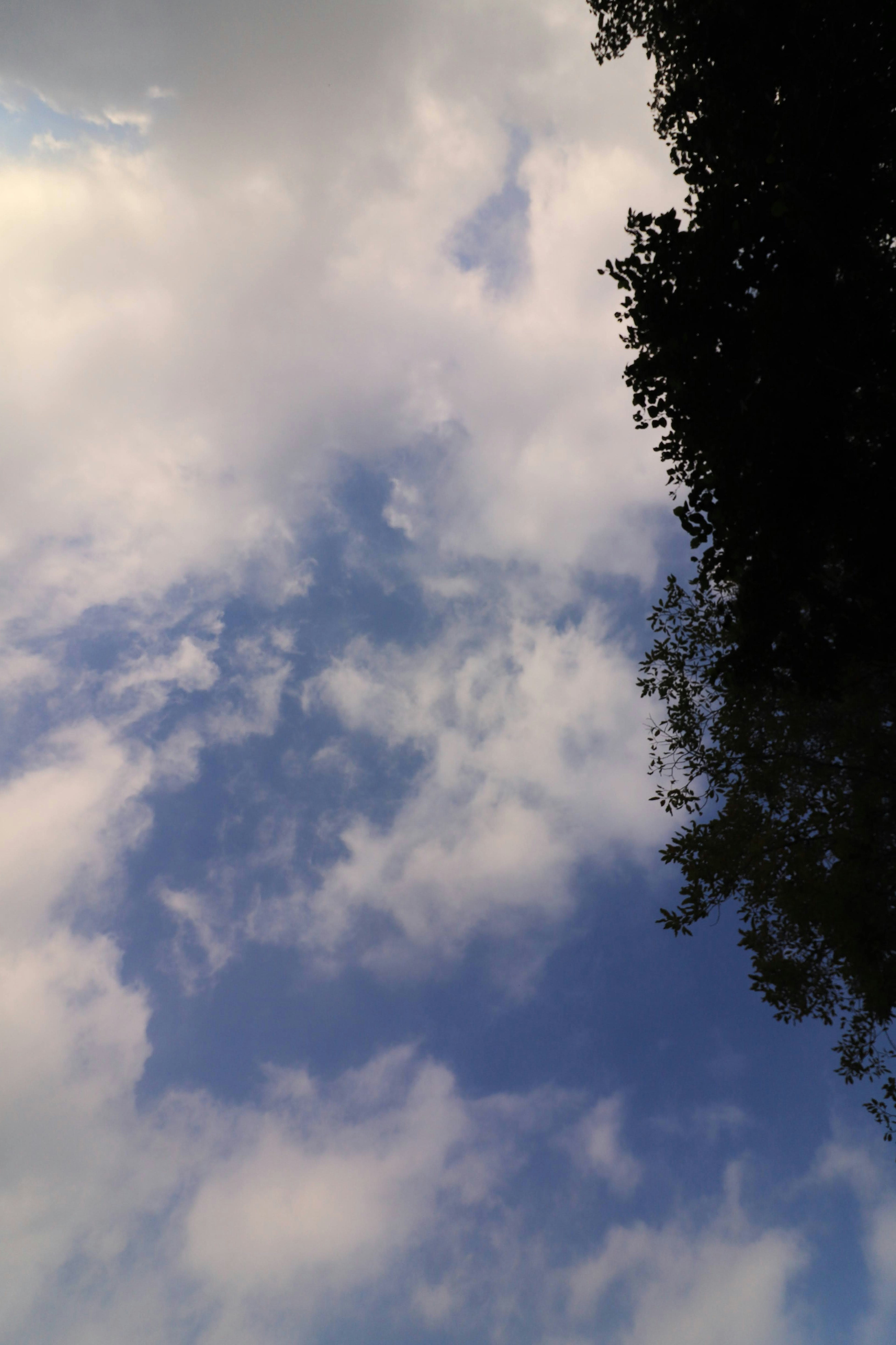 Silhouette pohon melawan langit biru dengan awan putih