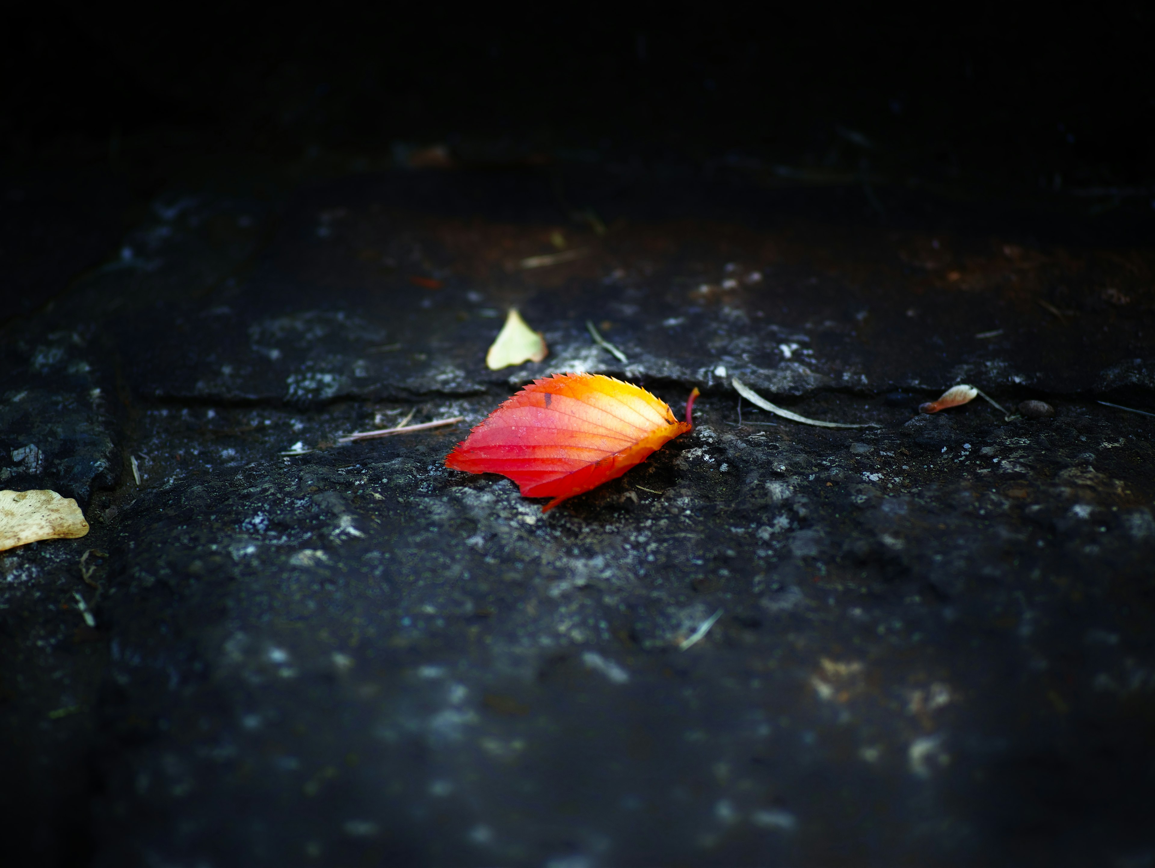 Ein leuchtendes rotes Blatt auf einer dunklen Oberfläche