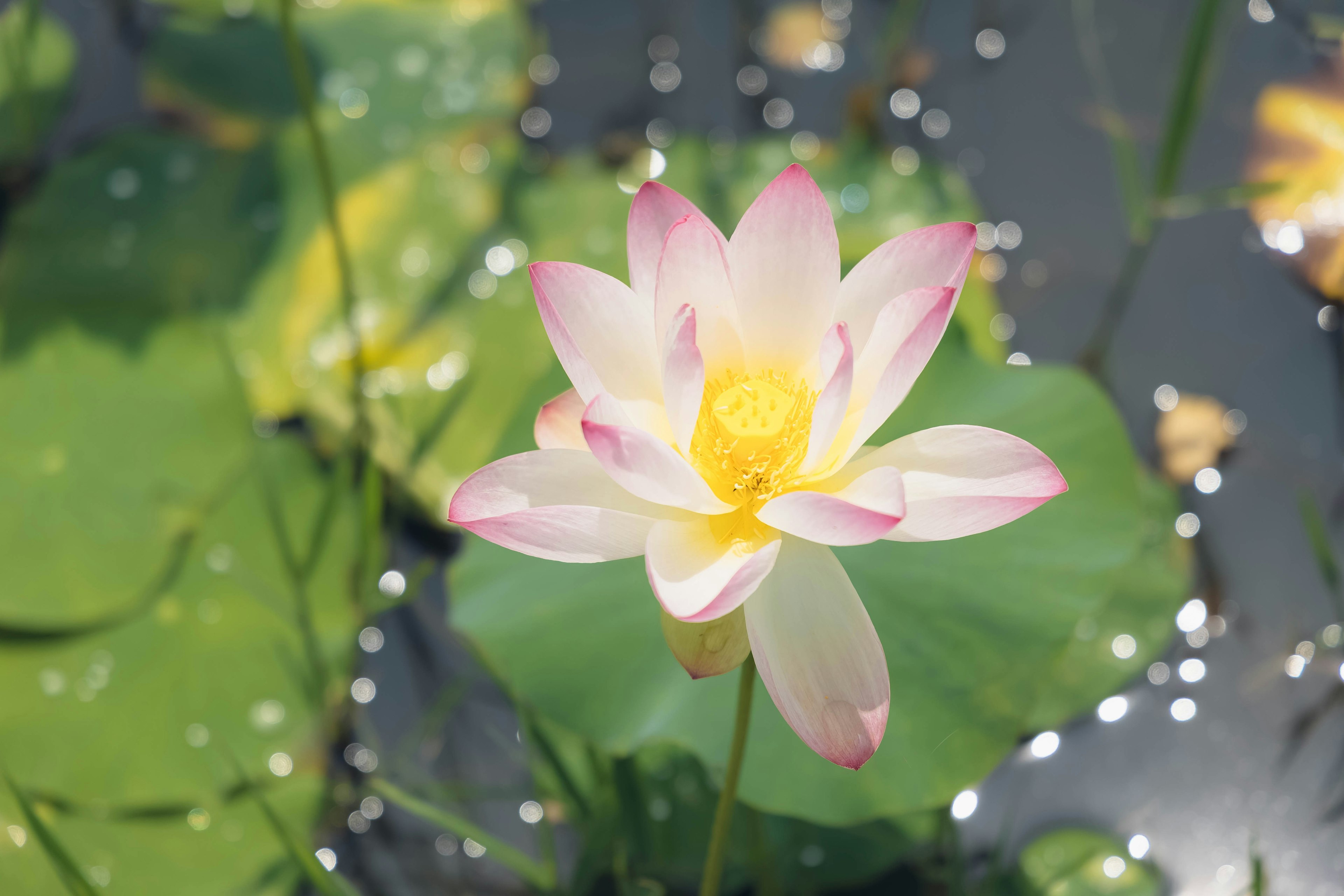 Pink lotus flower floating on water with green leaves