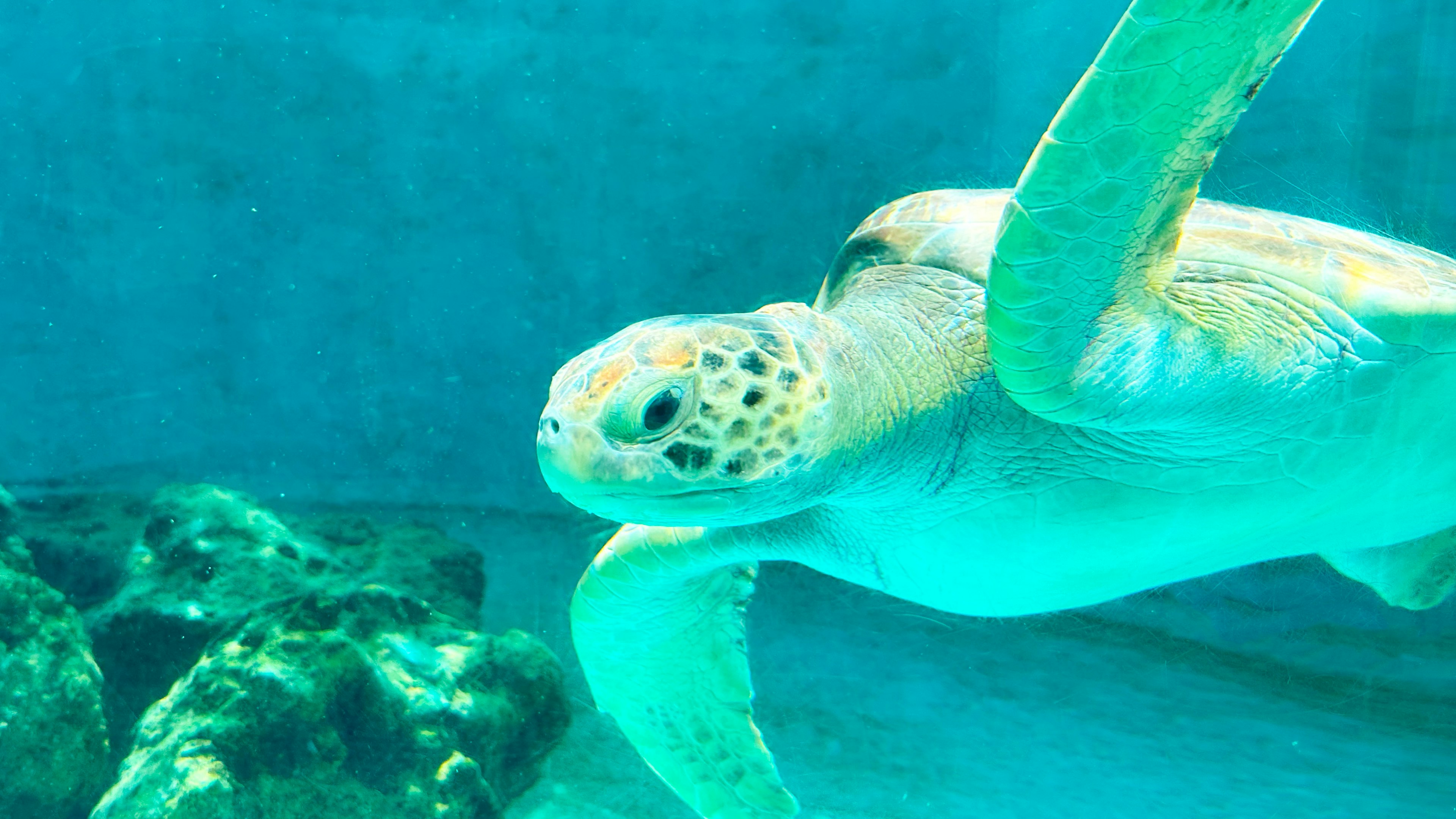 A vibrant sea turtle swimming in an aquarium