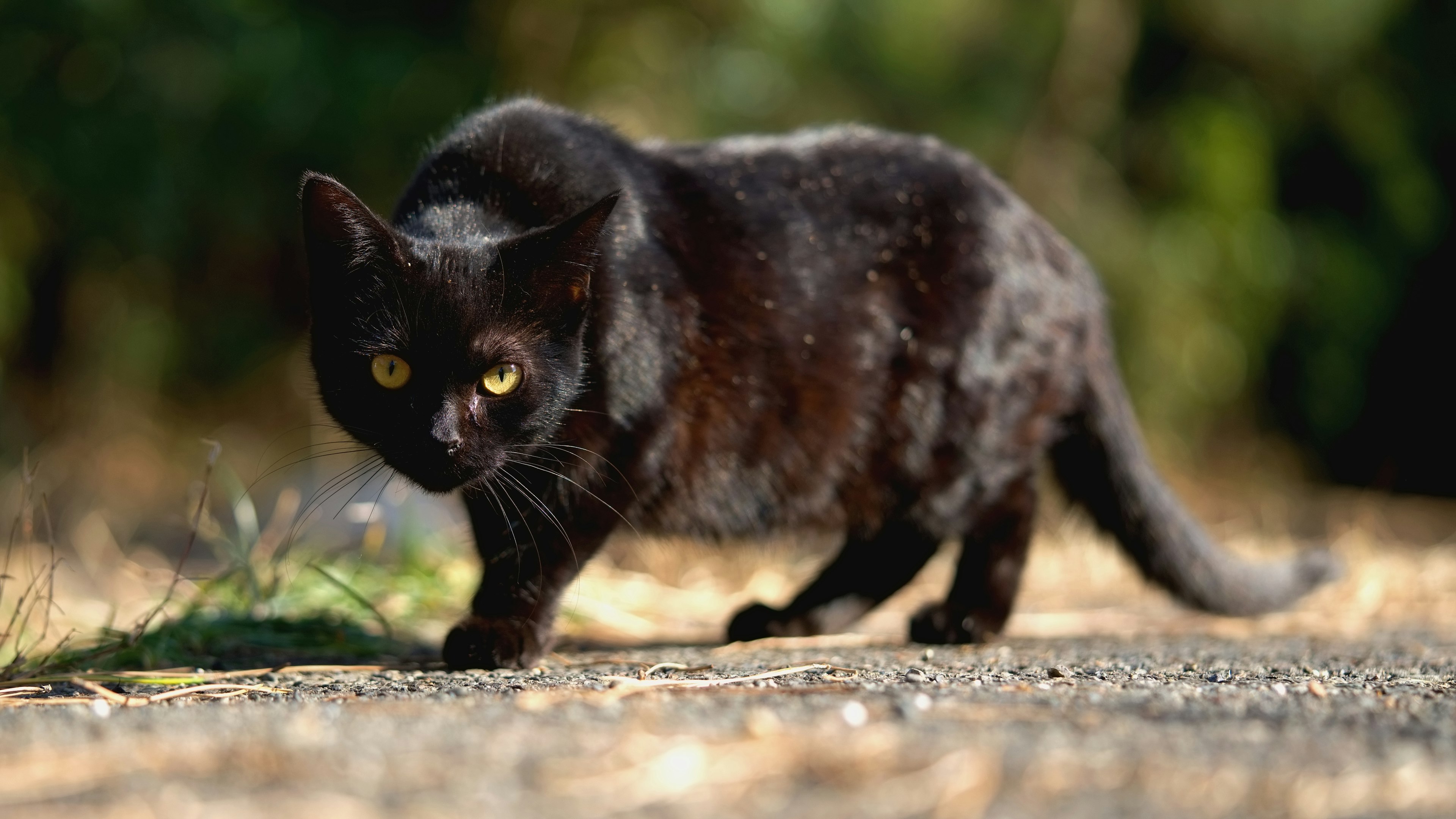 Un gatto nero che cammina lungo un sentiero