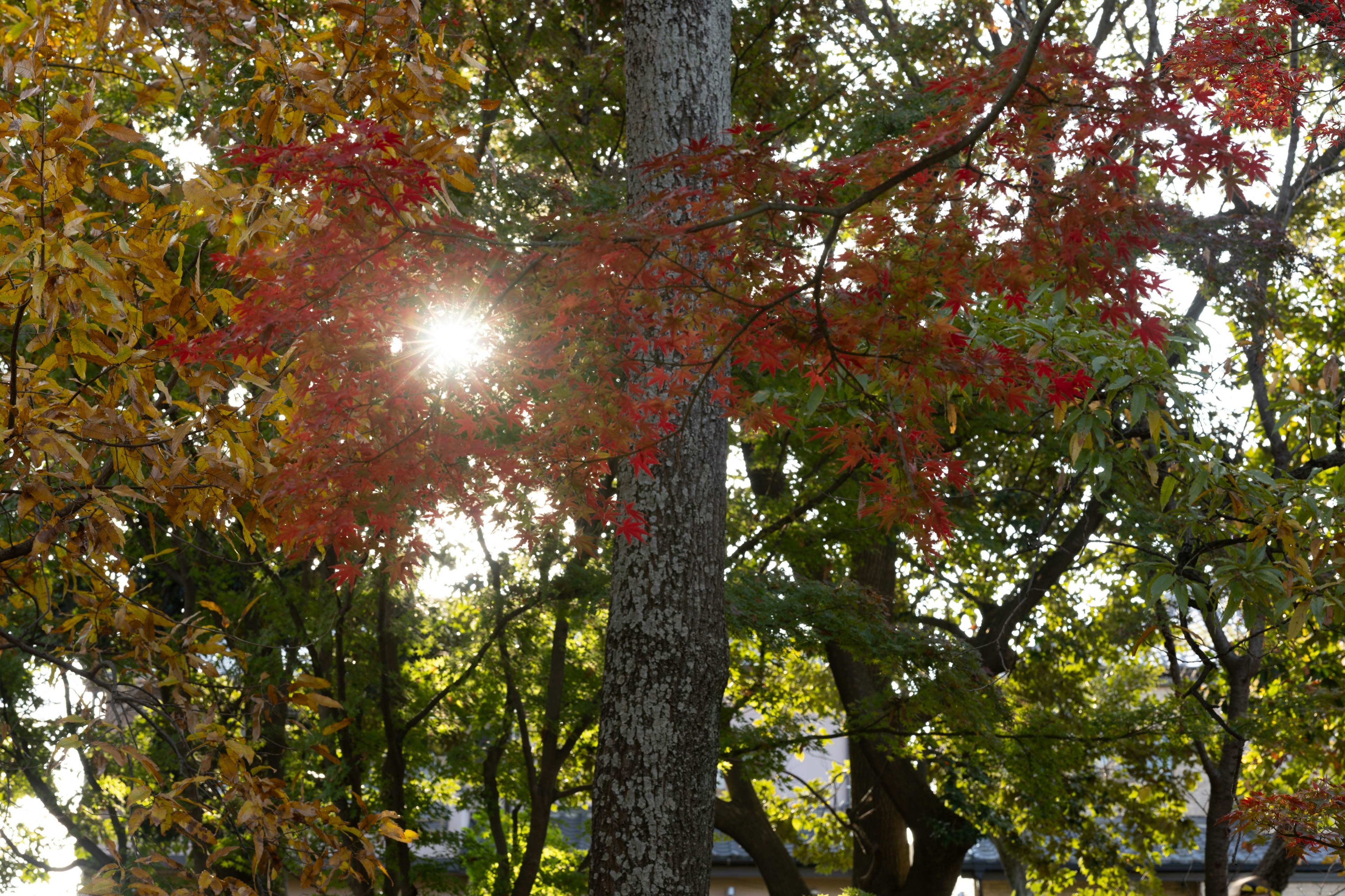 Sonnenlicht, das durch bunte Herbstblätter an Bäumen filtert