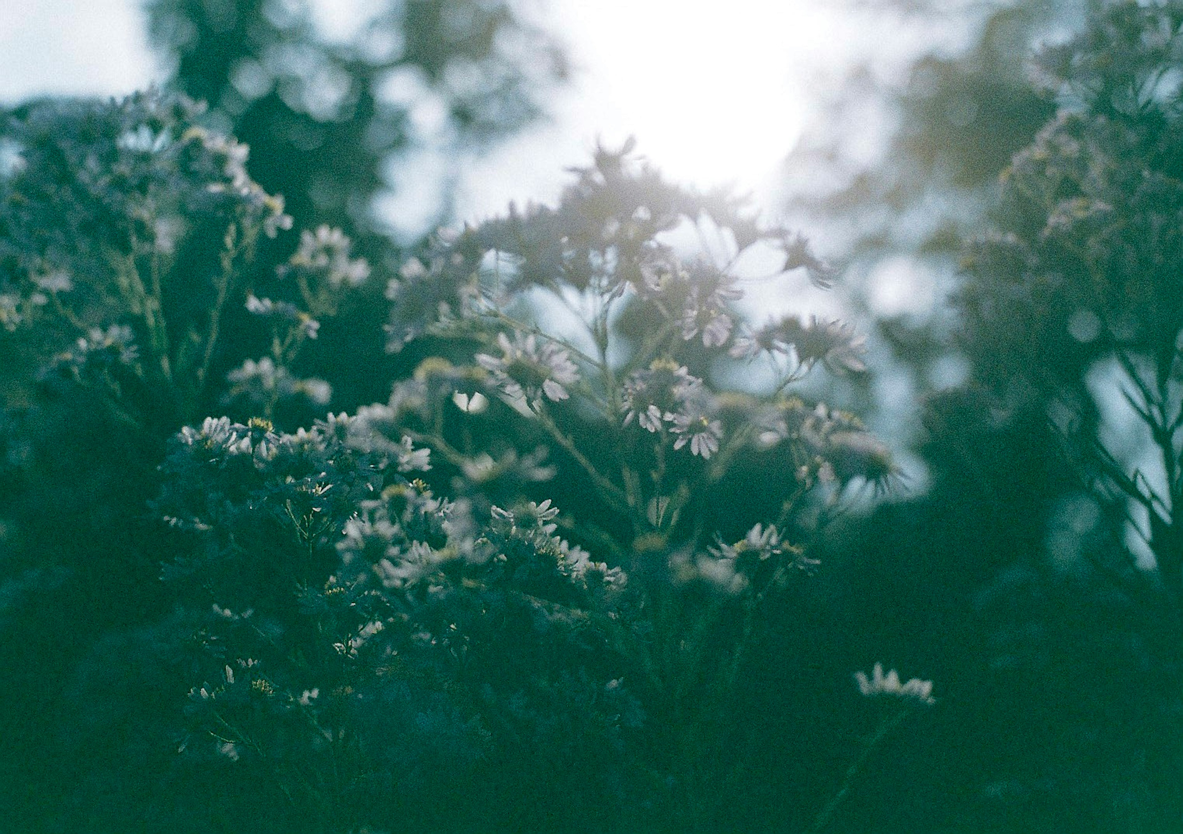 A serene view of white flowers and green leaves illuminated by soft sunlight