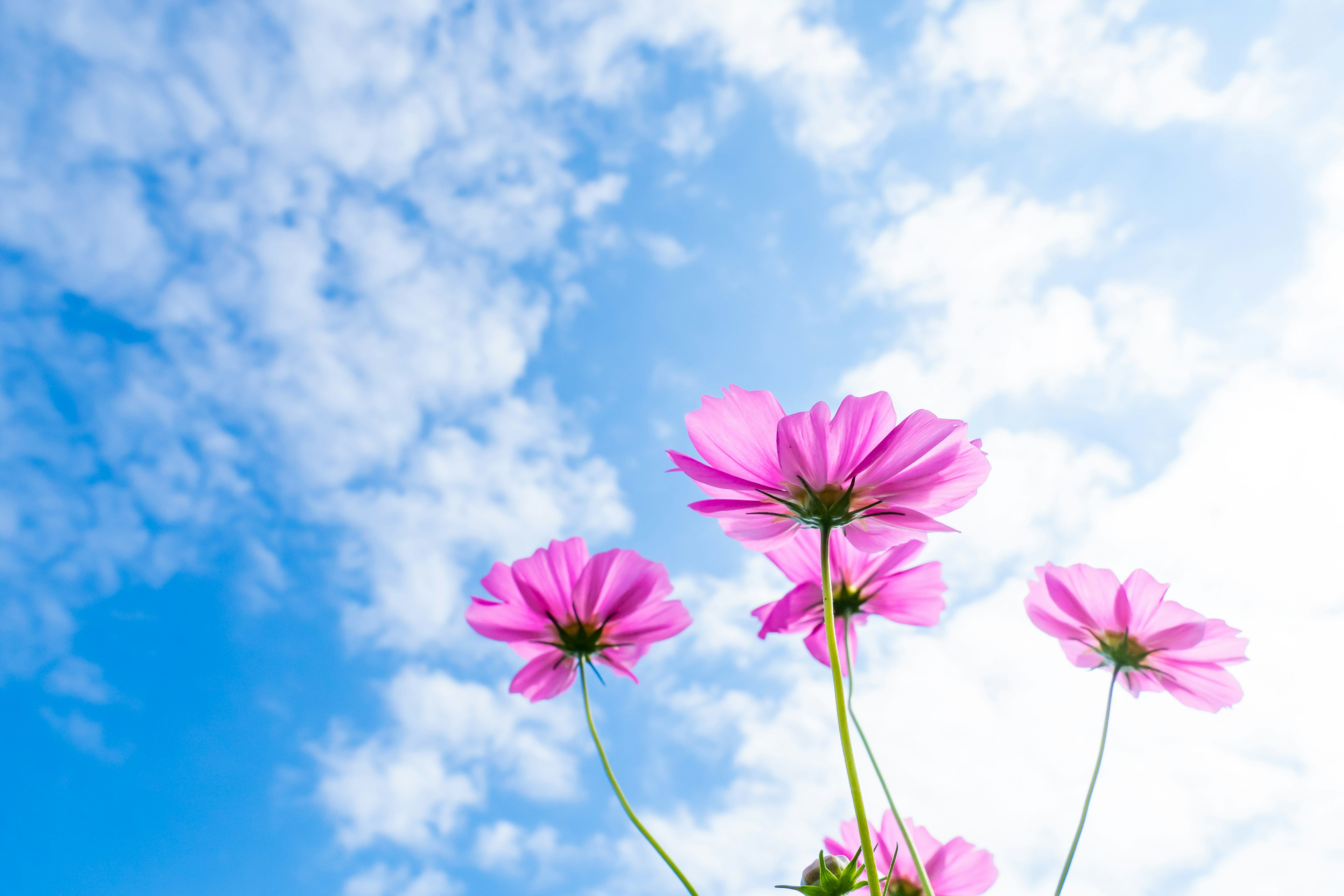 Pink flowers blooming under a blue sky with clouds