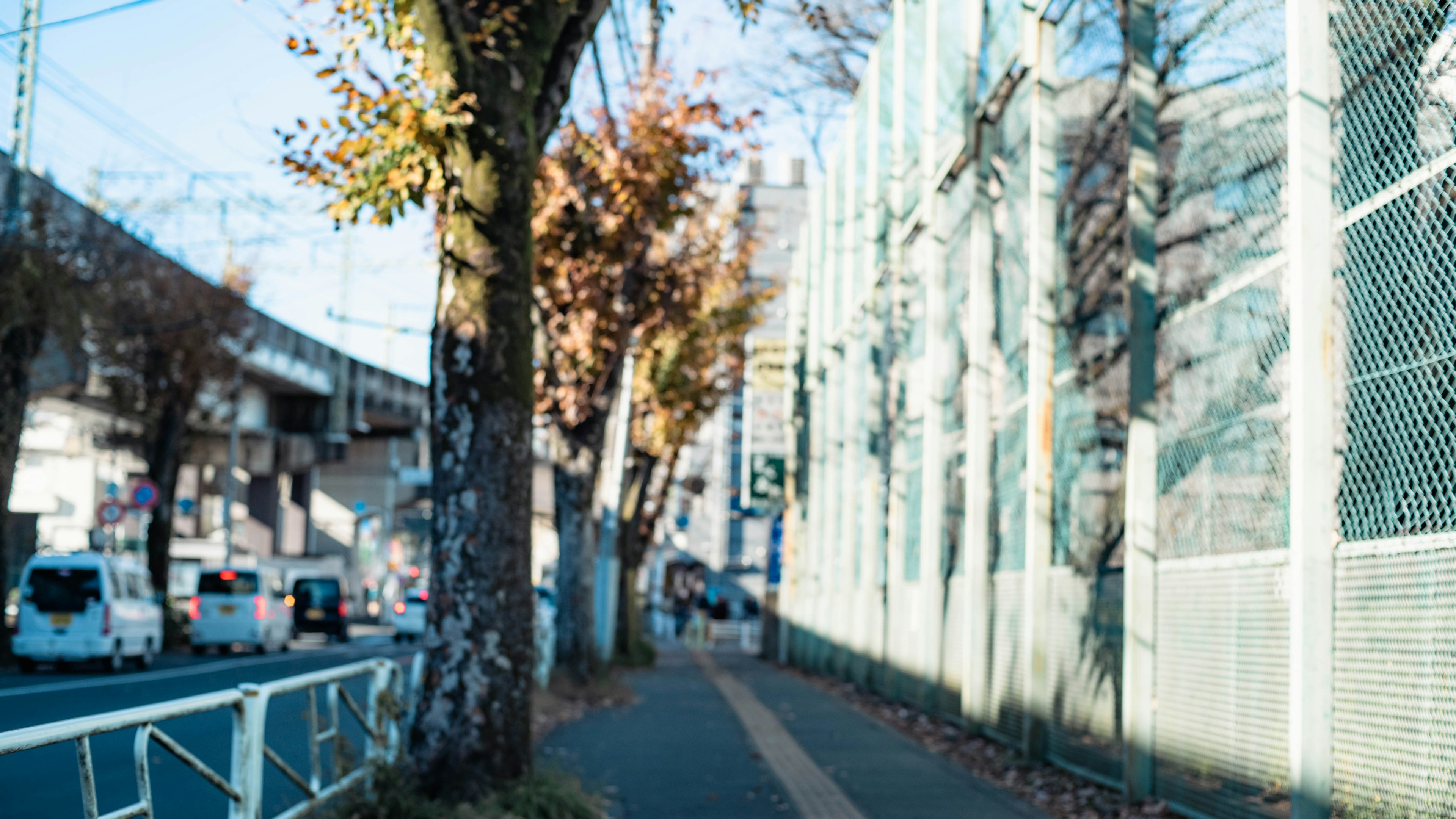 街路沿いの道とフェンスがある風景 秋の木々が見える