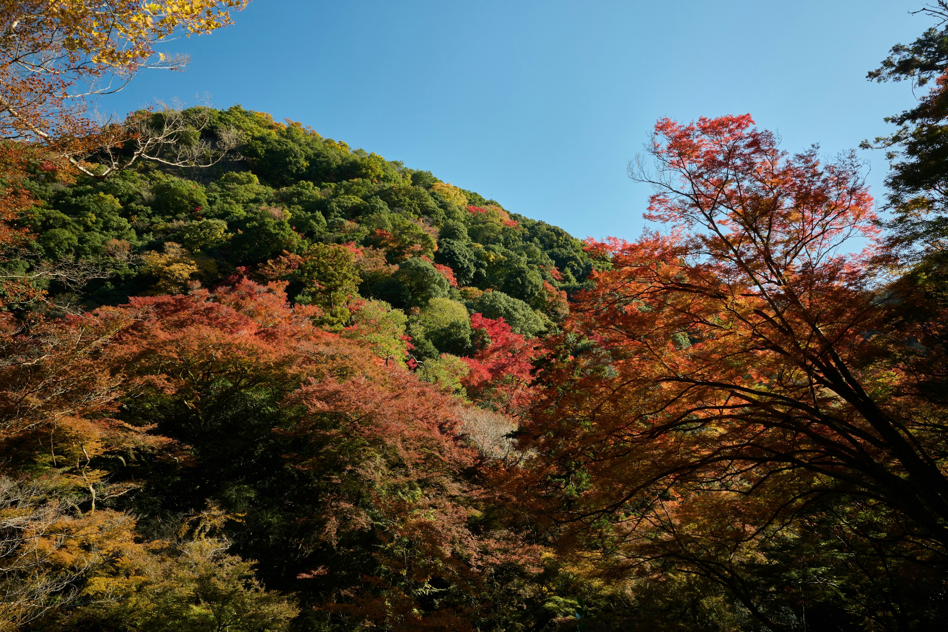 色とりどりの紅葉に彩られた山の風景