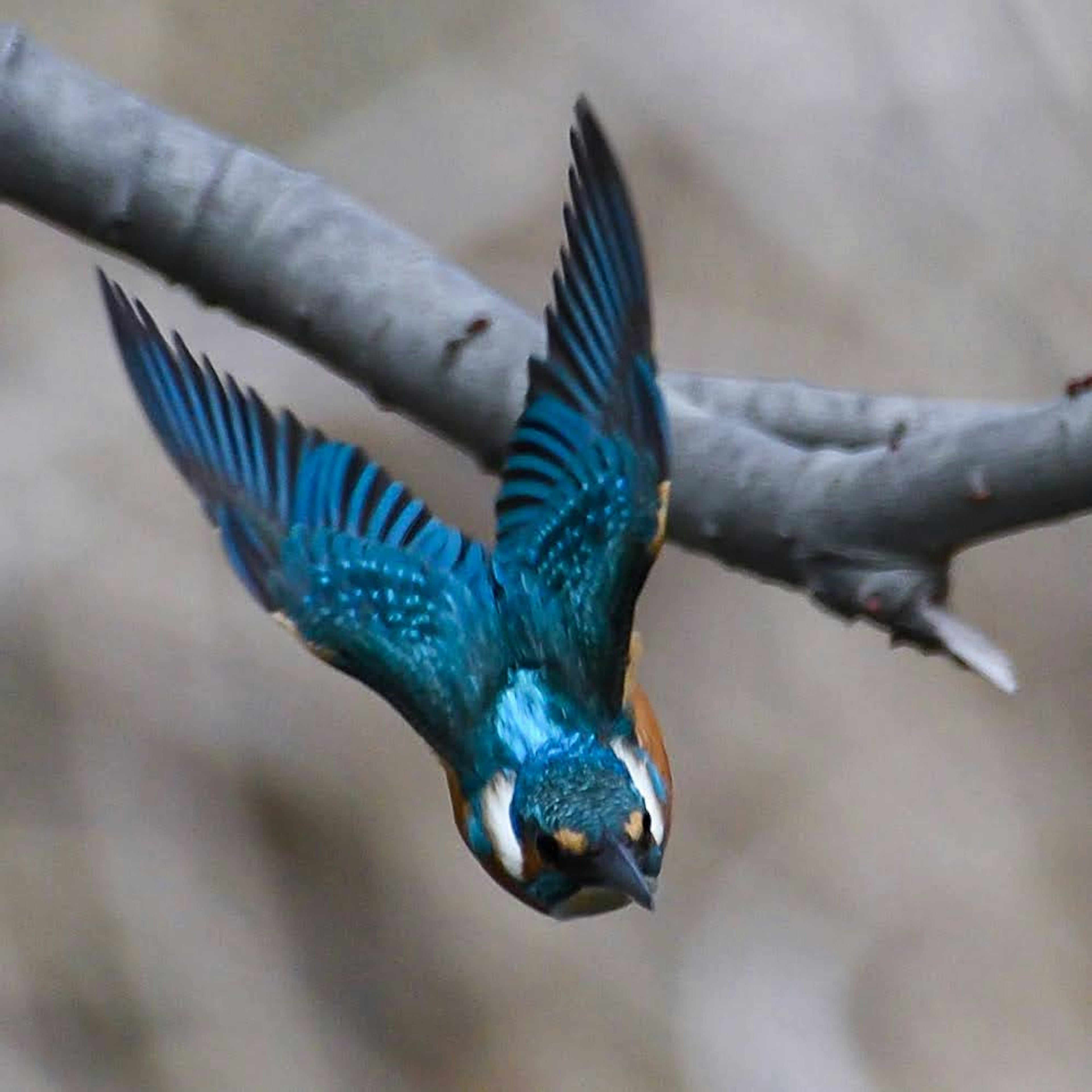 A kingfisher with blue feathers diving from a branch