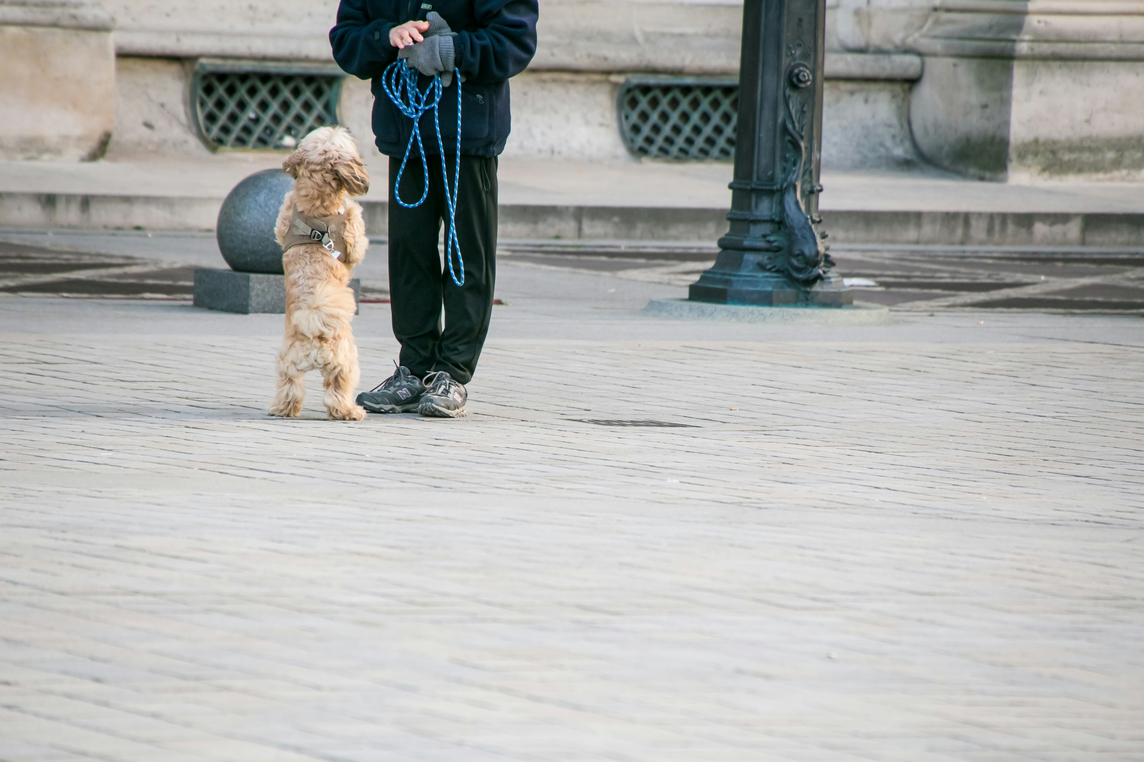 Una persona in piedi con un cane al guinzaglio in una piazza pubblica