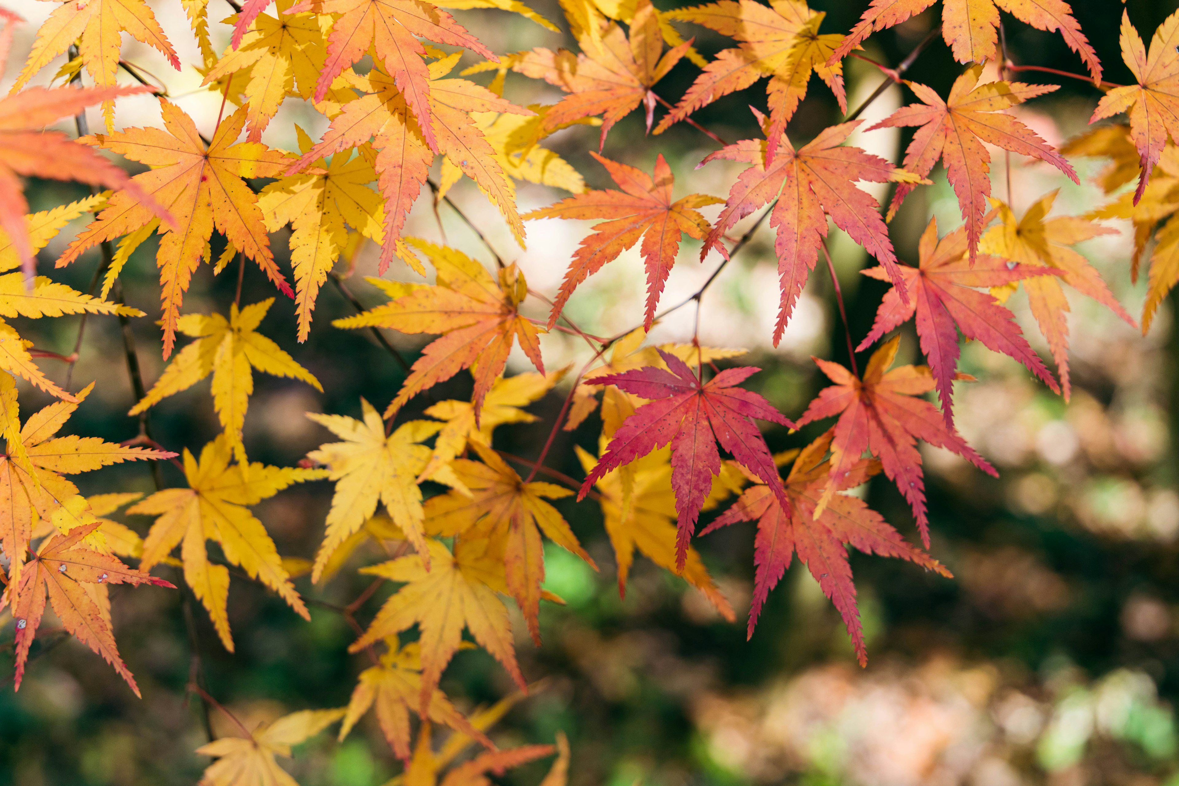 赤や黄色の美しいもみじの葉が重なり合っている様子