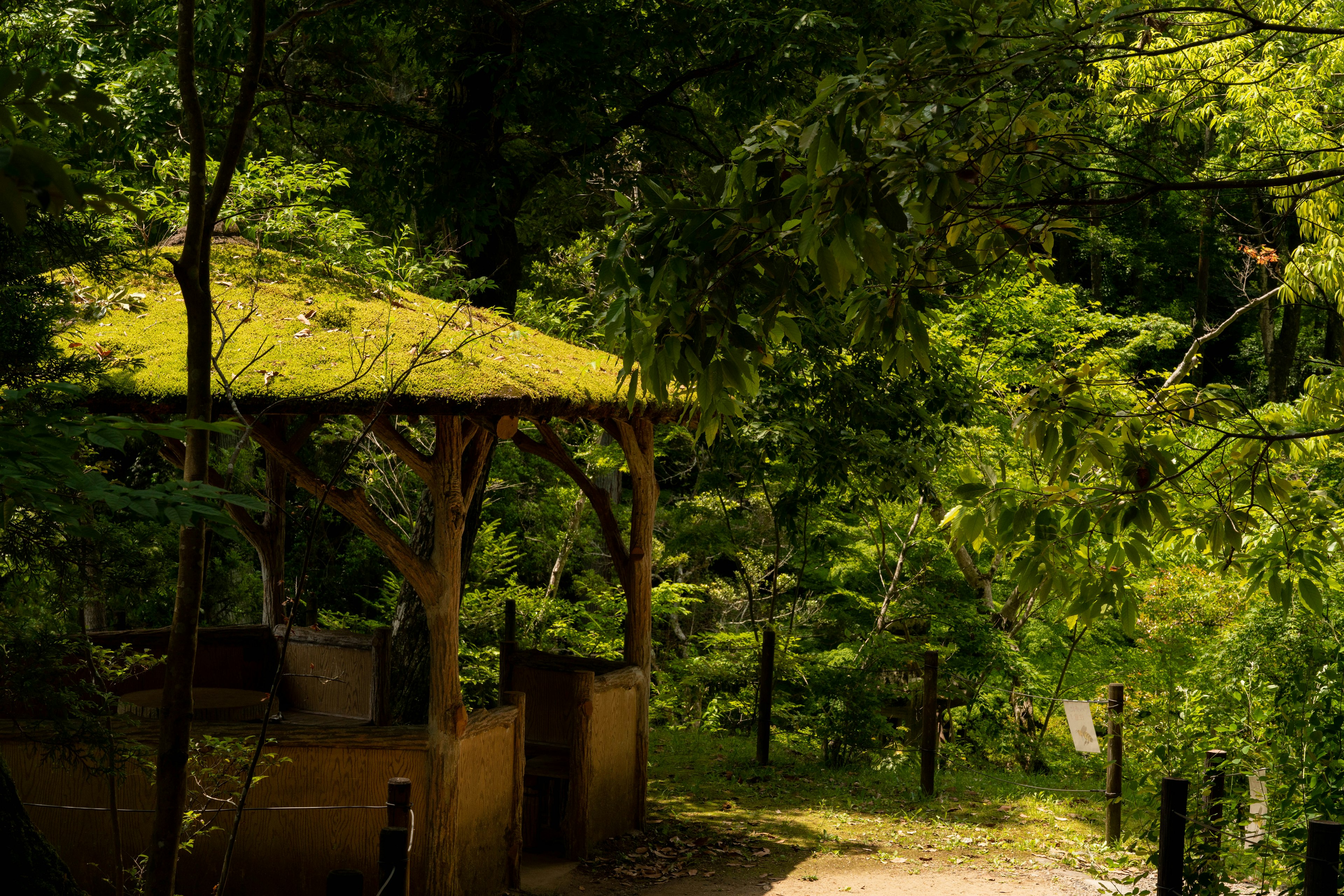 Pavillon en bois entouré de verdure luxuriante et de paysage naturel