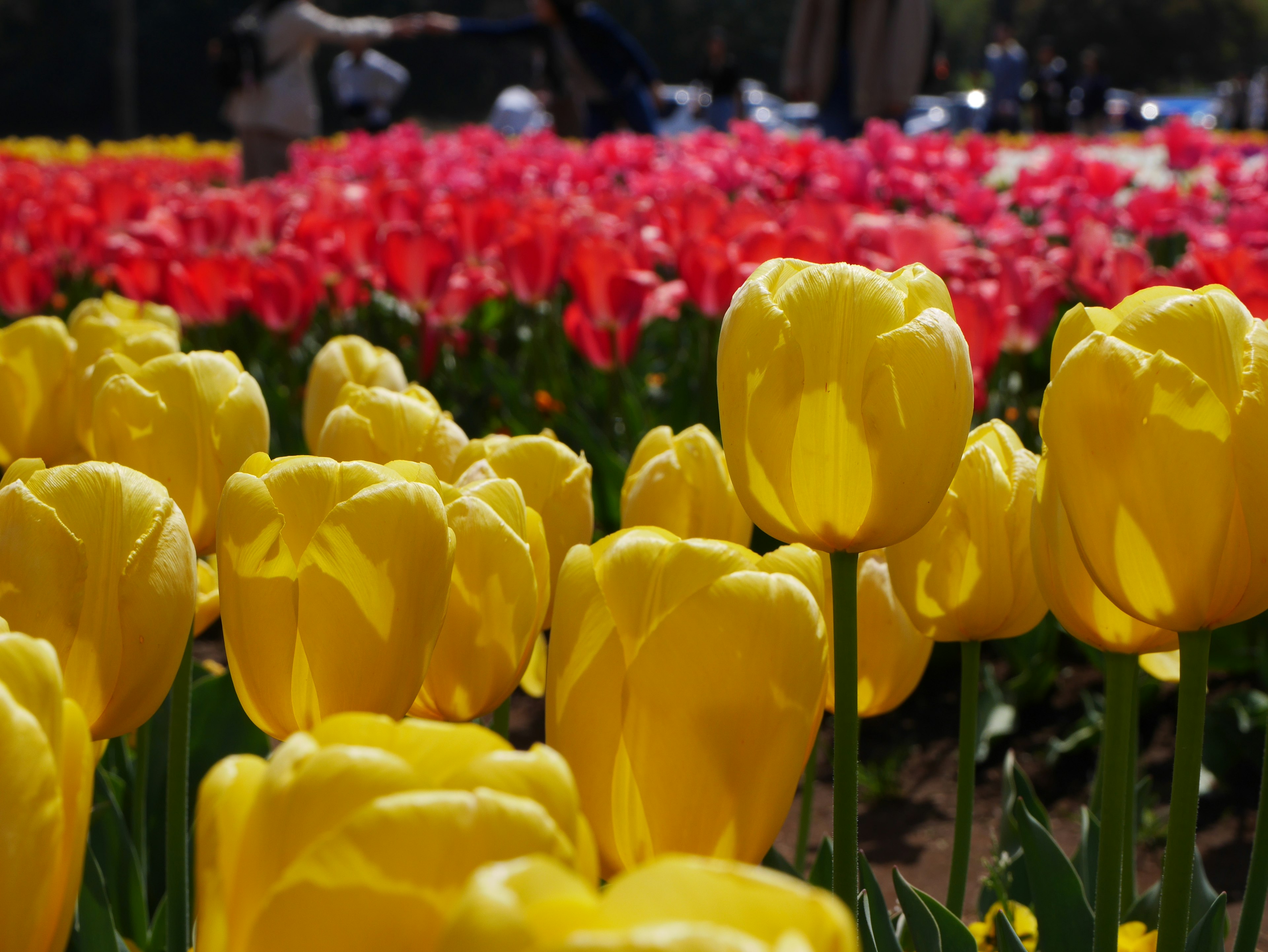 Gros plan sur des tulipes jaunes dans un champ de tulipes rouges