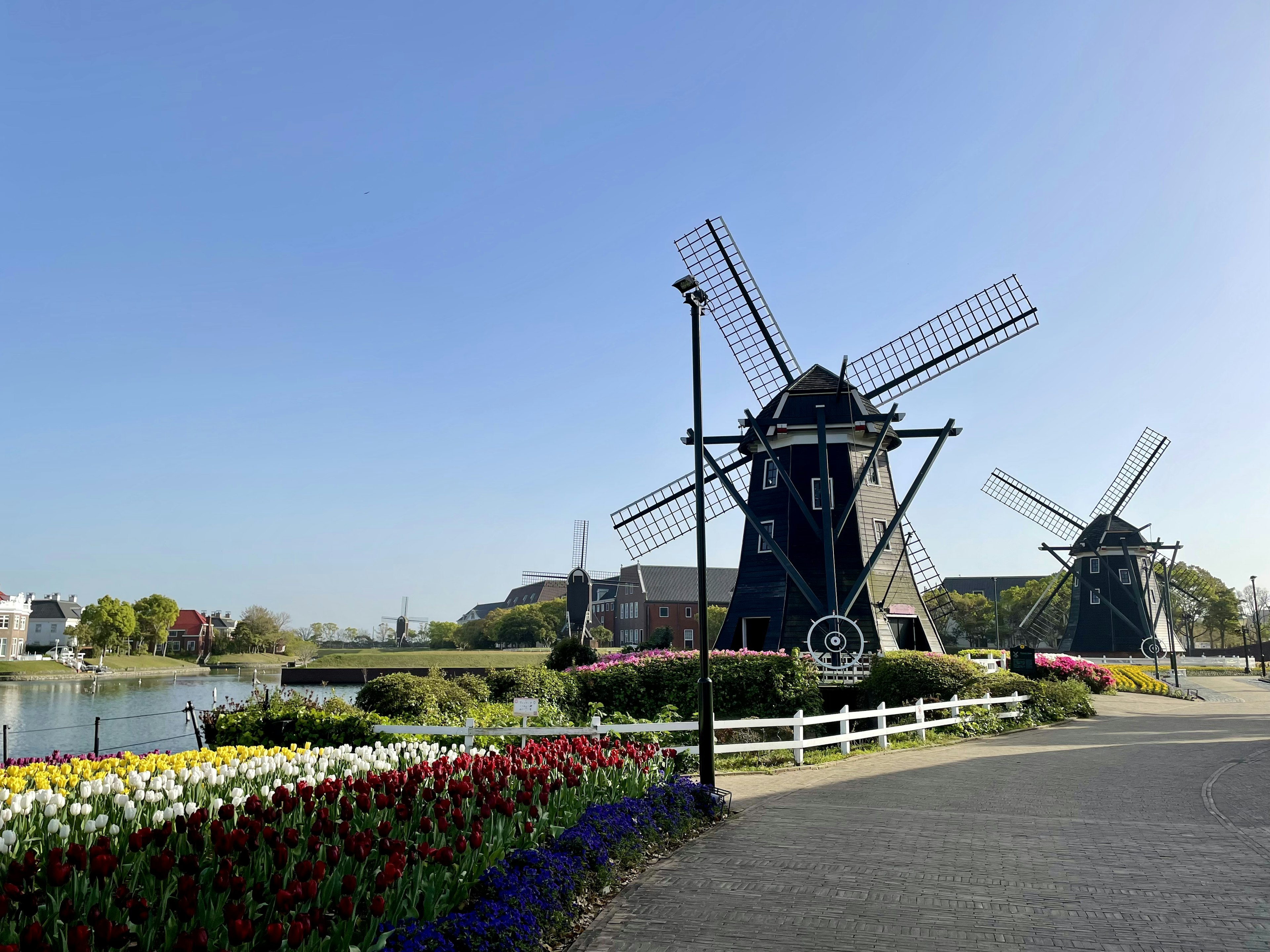 Windmühlen neben einem bunten Tulpenfeld unter einem klaren blauen Himmel