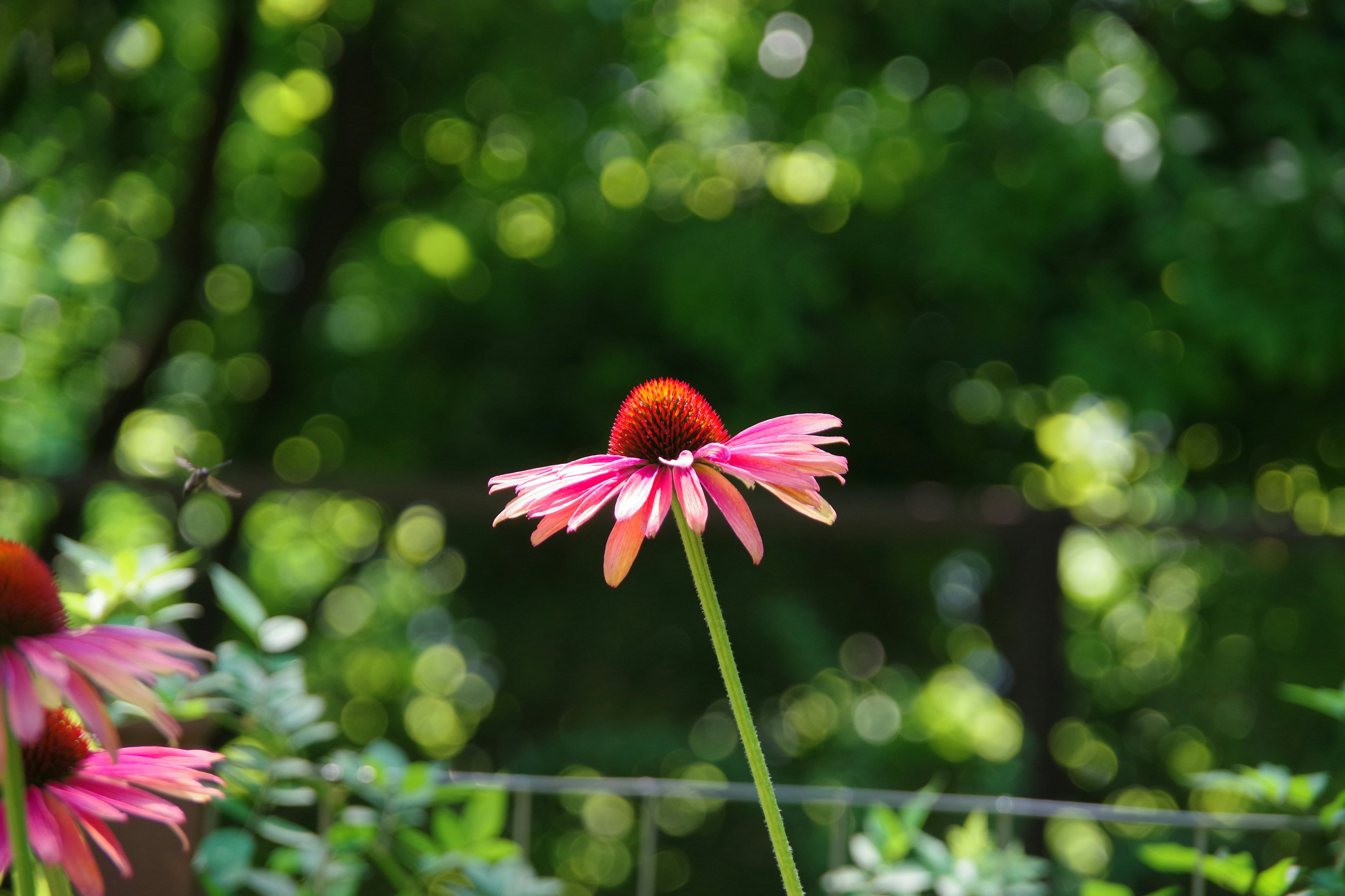 Bunga echinacea merah muda yang cerah berdiri di latar belakang hijau