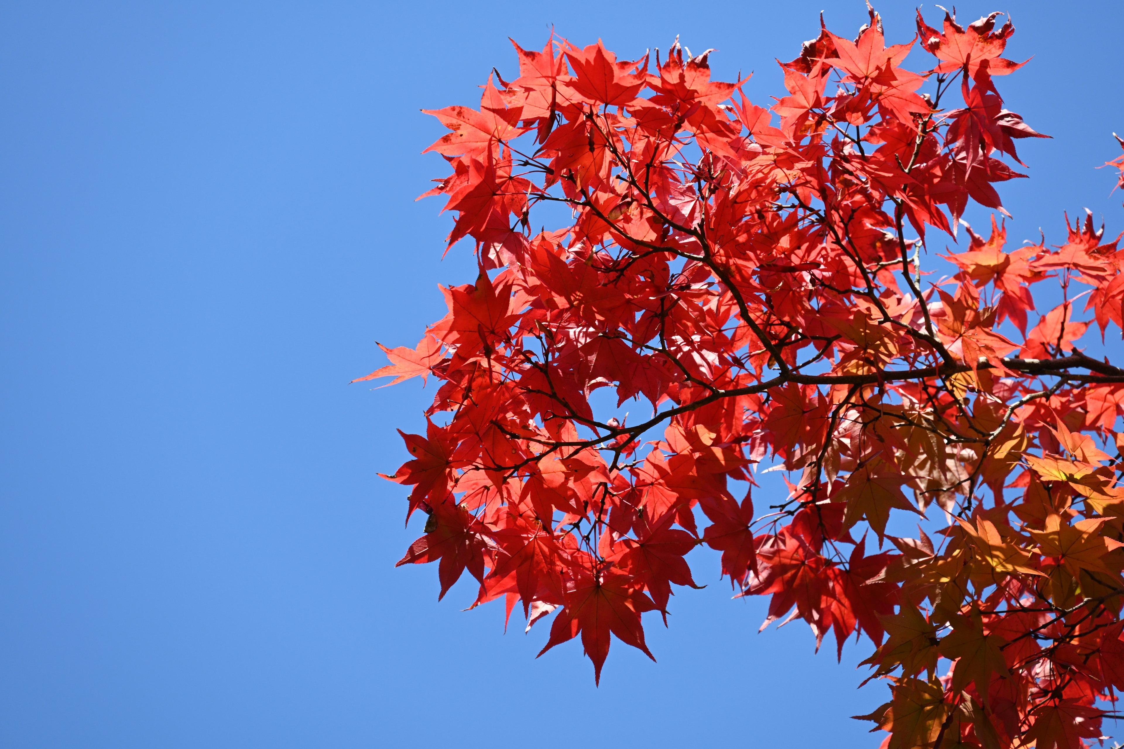 Vibrant red maple leaves against a blue sky